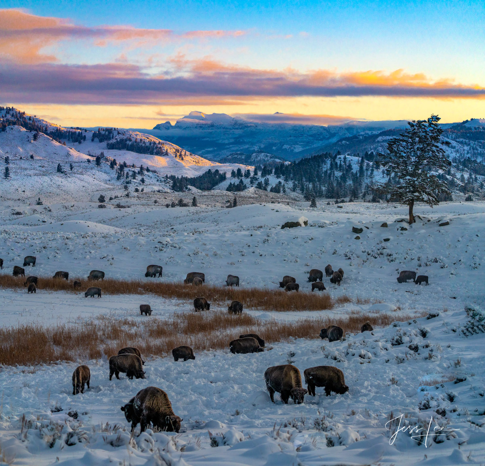 Wintering Bison Fine Art Limited Edition Photography Of Bison or American Buffalo. Wyoming Wildlife Photography including Yellowstone and Grand...