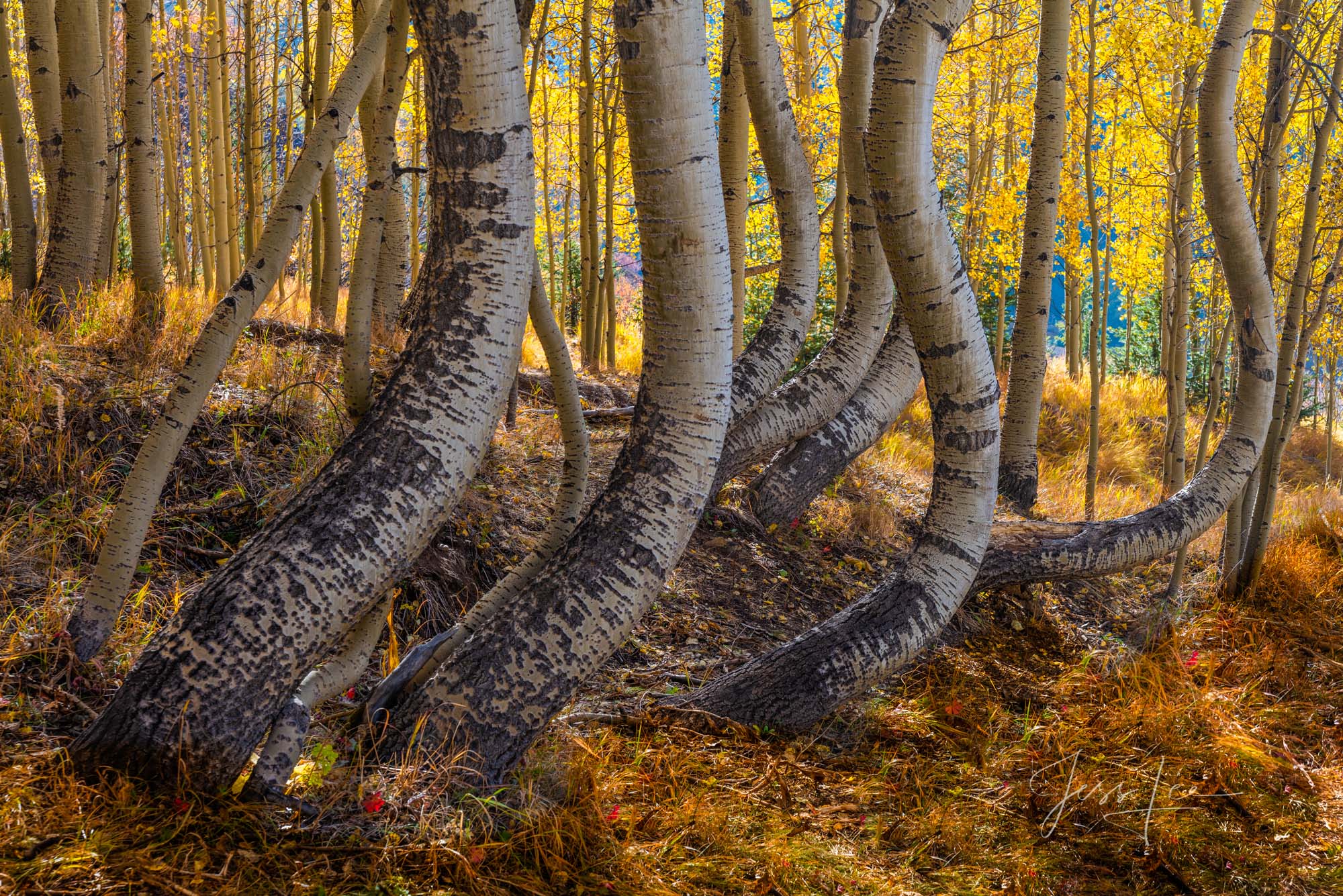 Autumn Twist - Colorado Tree Photography Print Twisted Aspen Trees with fall color.