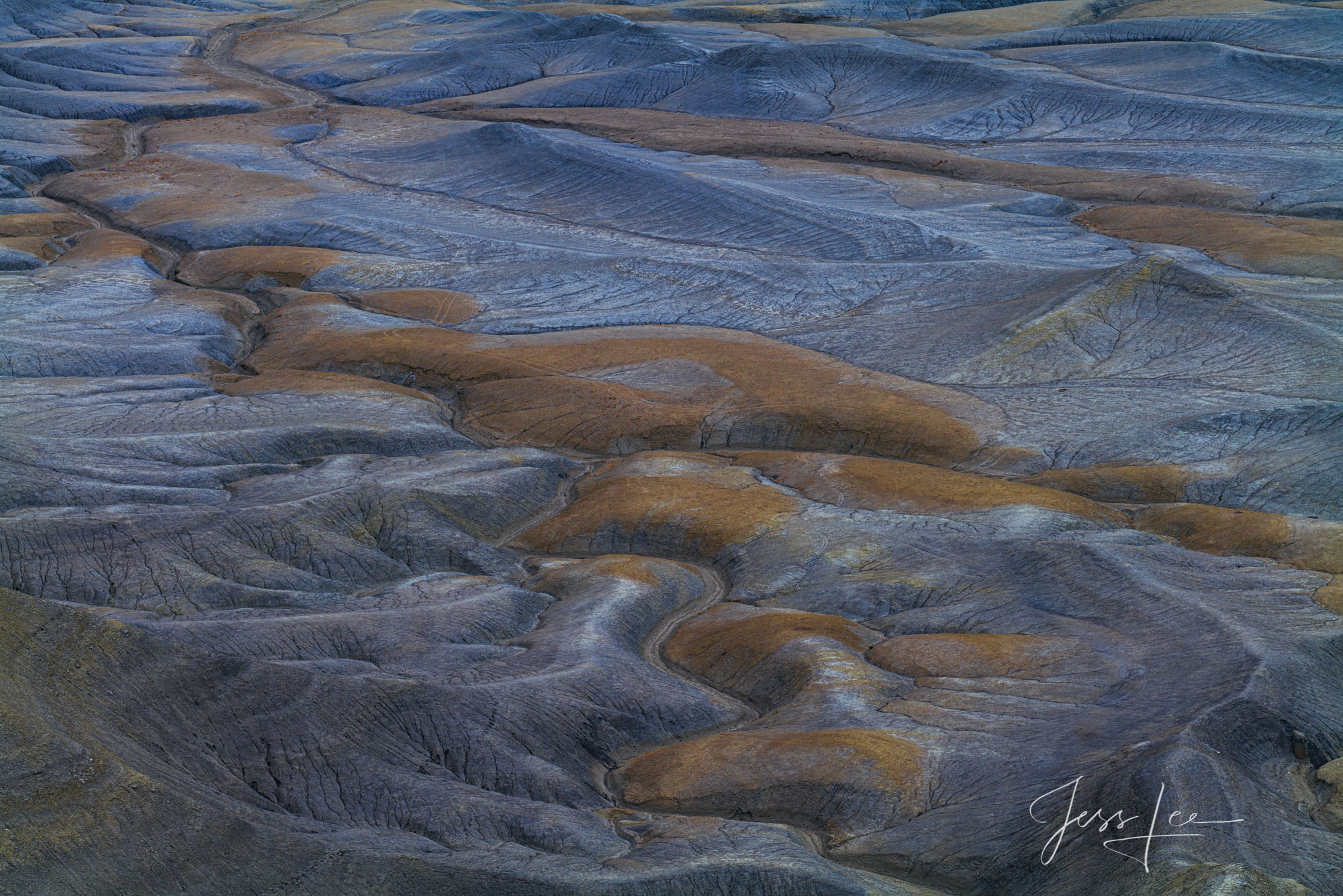 Desert Beauty 