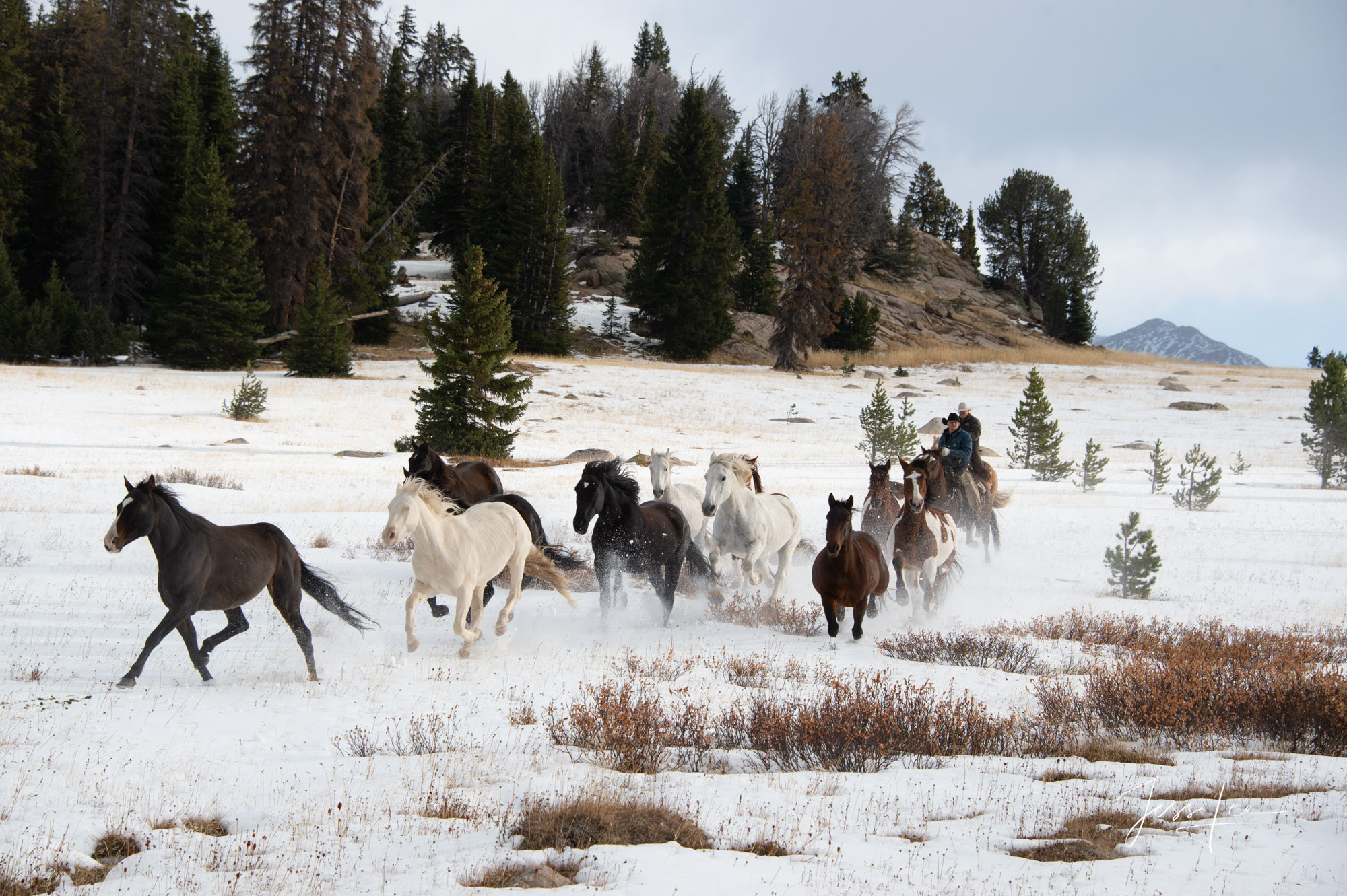 Fine Art Limited Edition Photography of Cowboys, Horses and life in the West. Wyoming horse herd running over the hill on their...