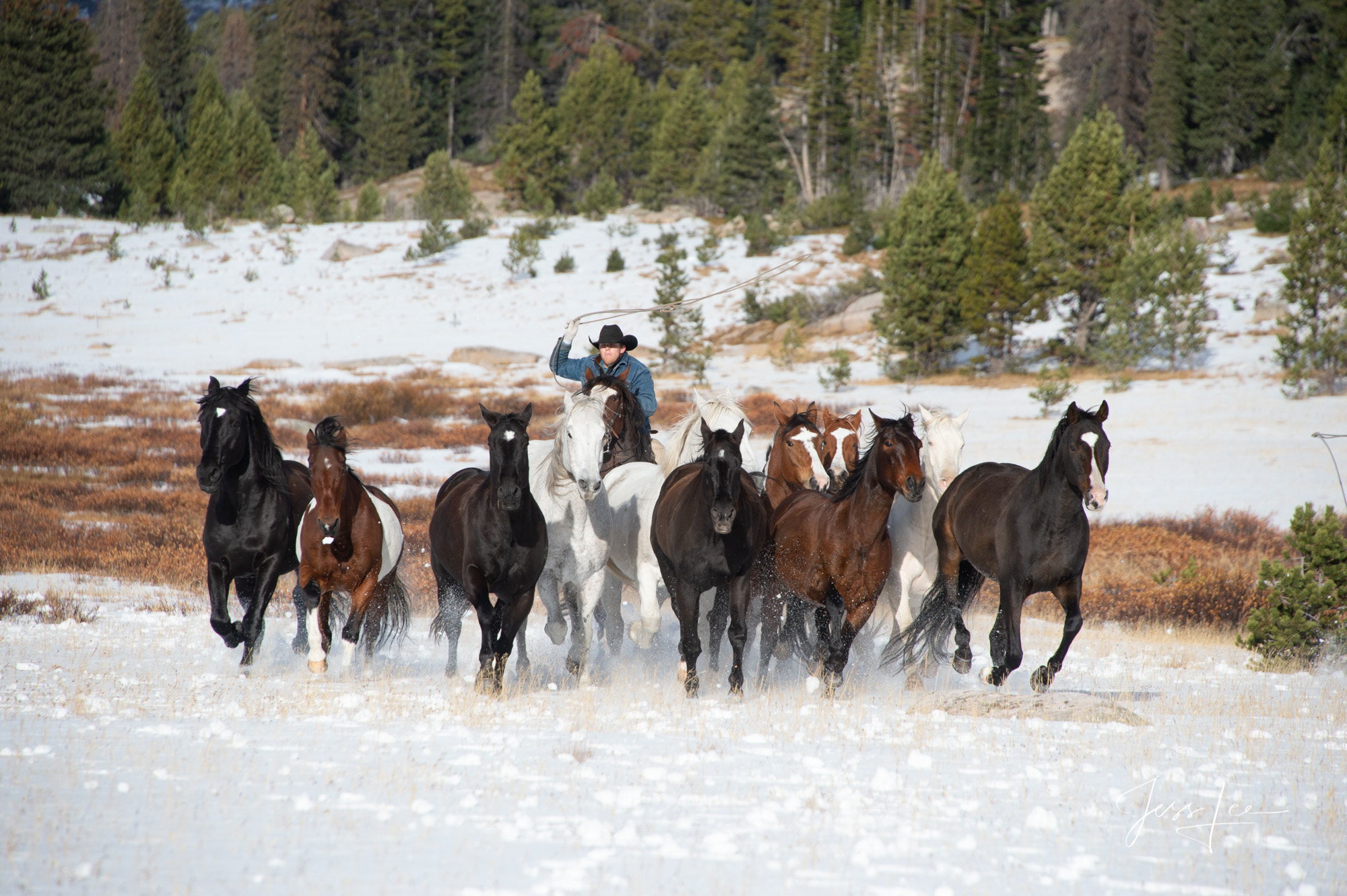 Fine Art Limited Edition Photography of Cowboys, Horses and life in the West. Wyoming horse herd running over the hill on their...