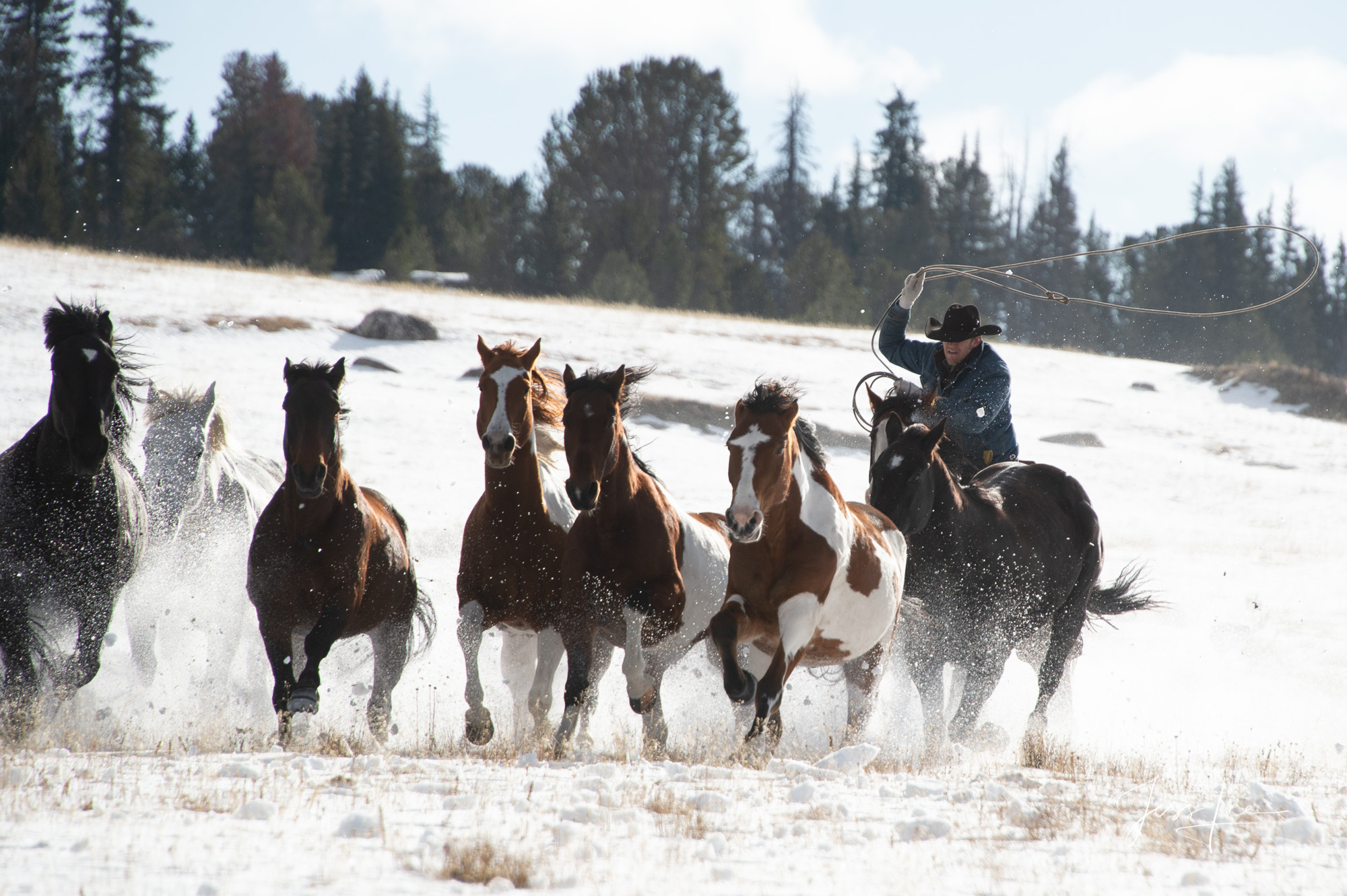 Winter round up Fine Art Limited Edition Photography of Cowboys, Horses and life in the West. Wyoming horse herd running over the hill on their...