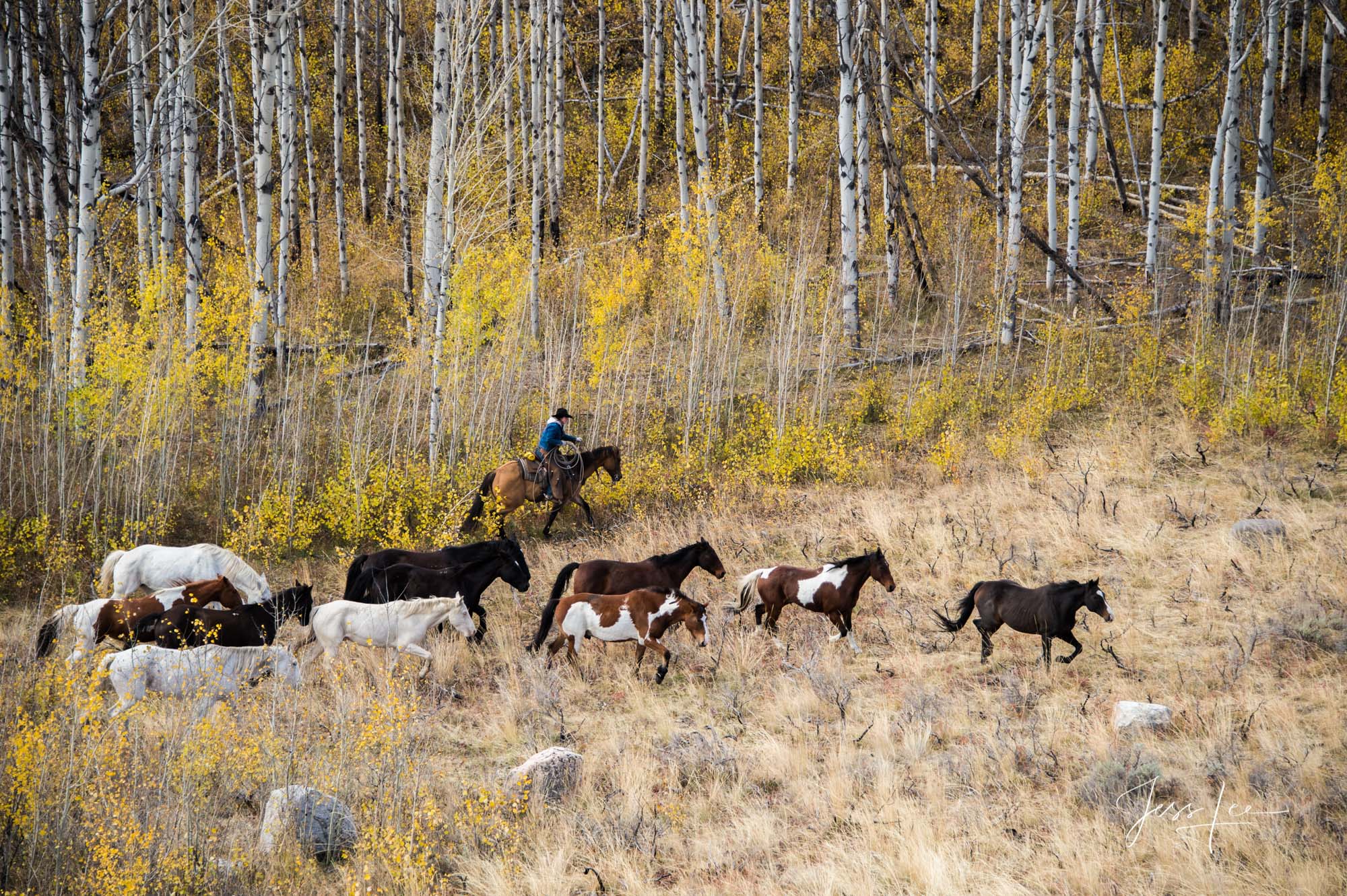 Fine Art Limited Edition Photography of Cowboys, Horses and life in the West. Wyoming horse herd in Aspen Trees being rounded...