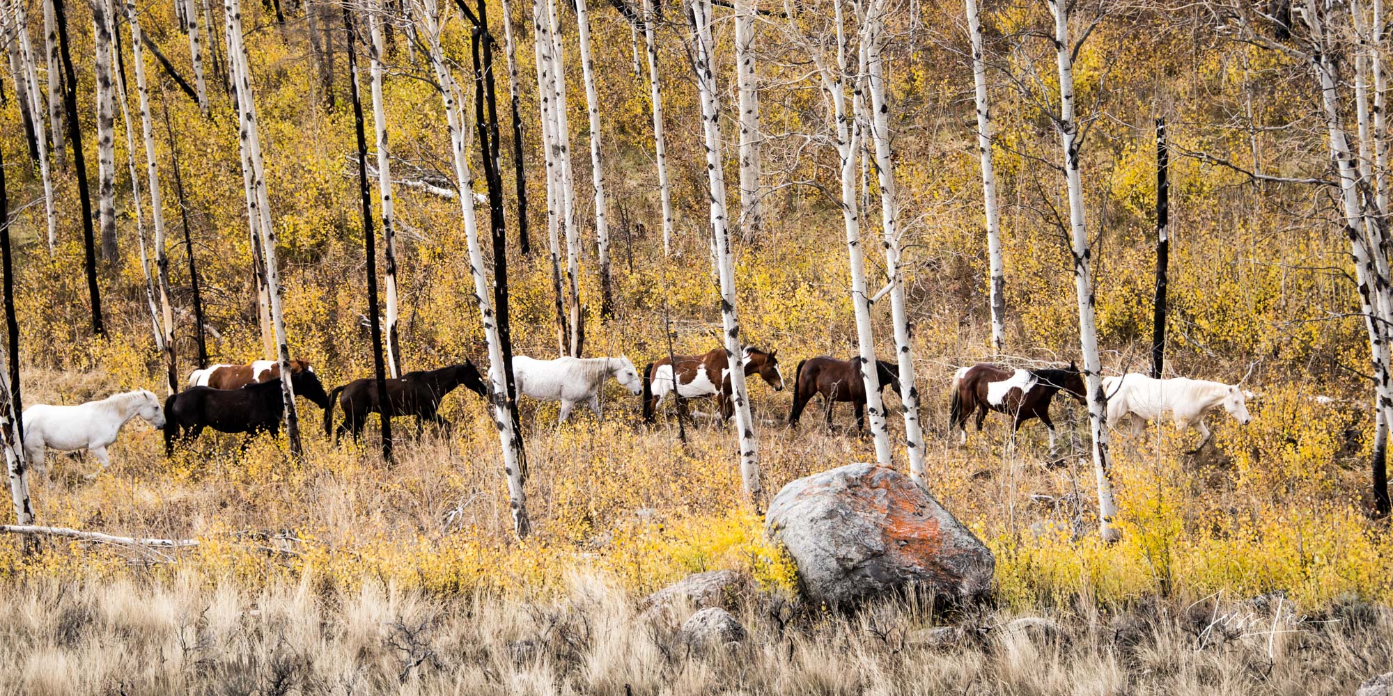 Through the woods Fine Art, Limited Edition, Cowboy, and Western exclusive high-resolution Museum Quality Photography Prints of Western life and...