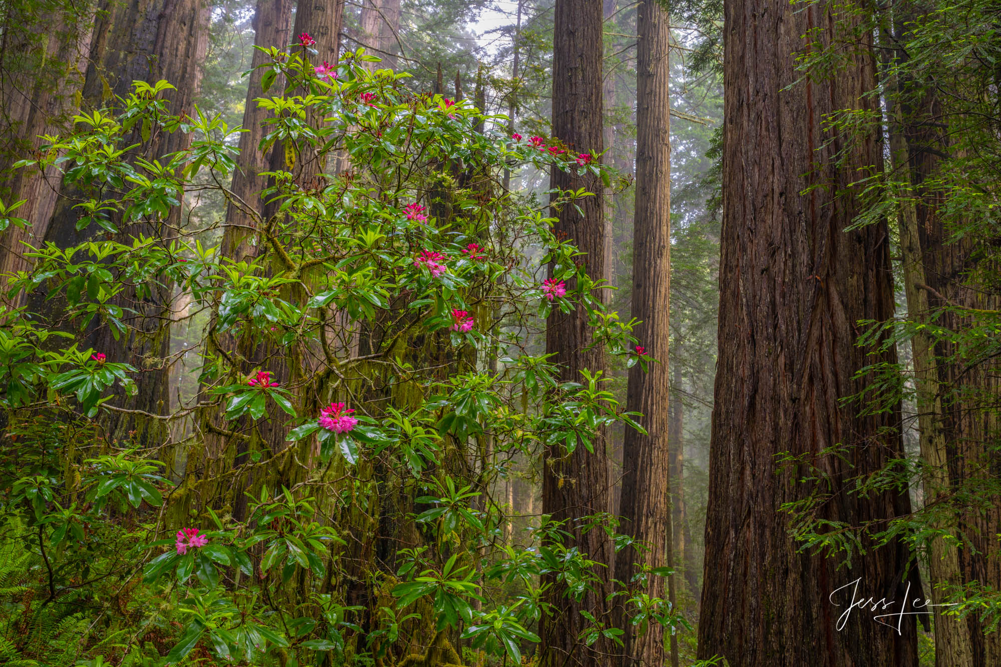 Rhododendrons in full bloom in California's redwoods. 