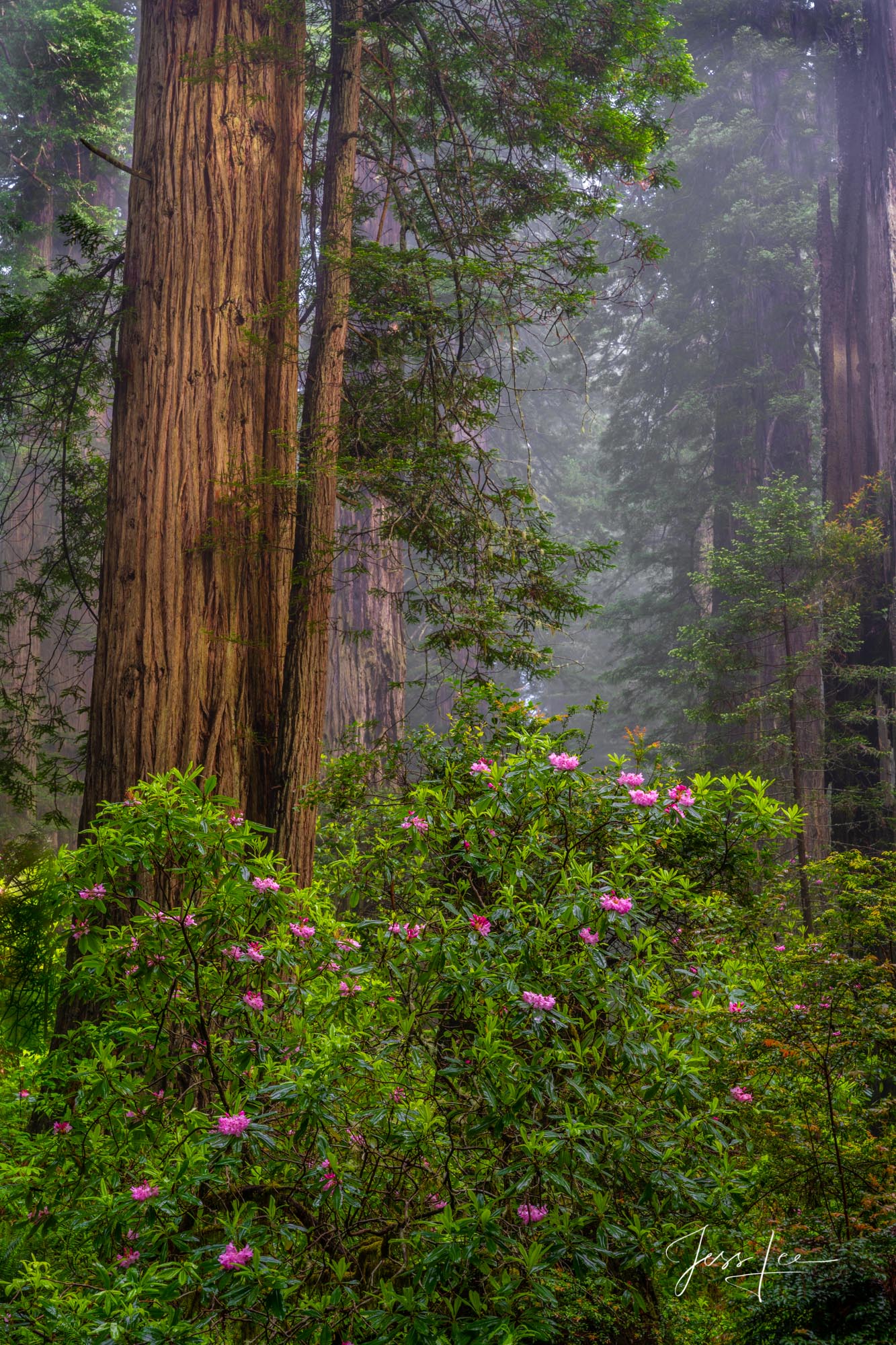 An abundance of rhododendrons standing out in the California redwoods. 