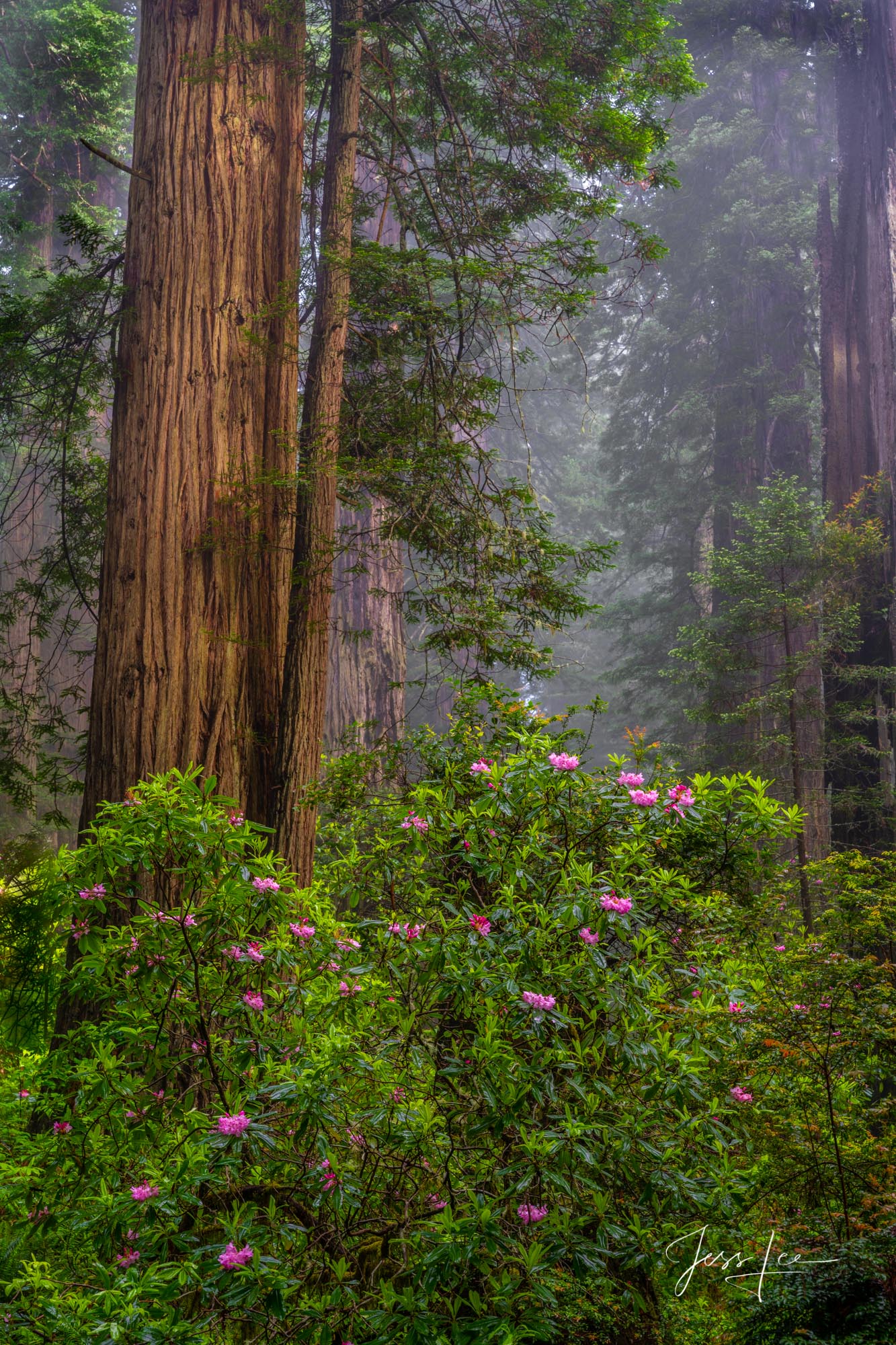 Over abundance | California's Redwoods Forest and Rhododendrons An abundance of rhododendrons standing out in the California redwoods.