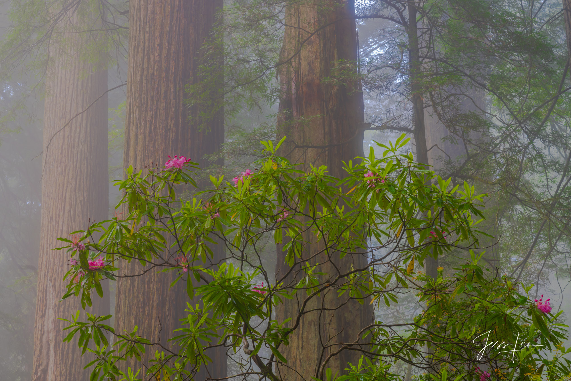 Redwood Trees and Spring flowers picture