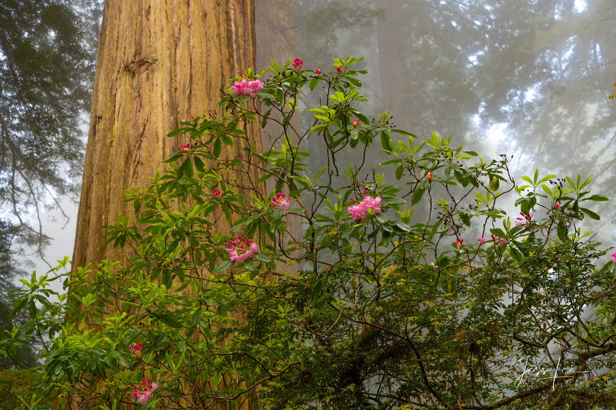 Fine Art Limited Edition Photography Print of California Redwoods and Rhododendron at Redwood National Park. California Redwoods...