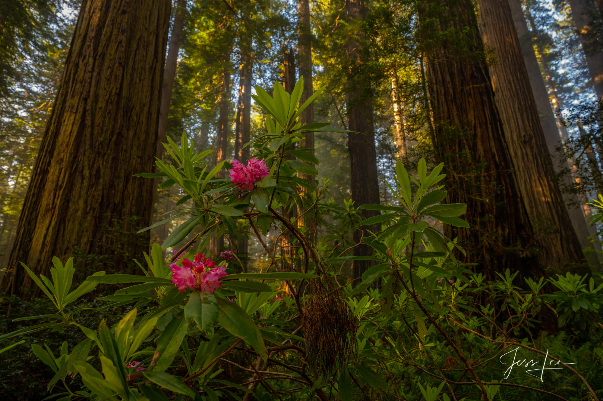 Fine Art Limited Edition Photography of Rhododendrons and Redwoods. Beautiful Landscape Fine Art Print.This is part of the luxurious...