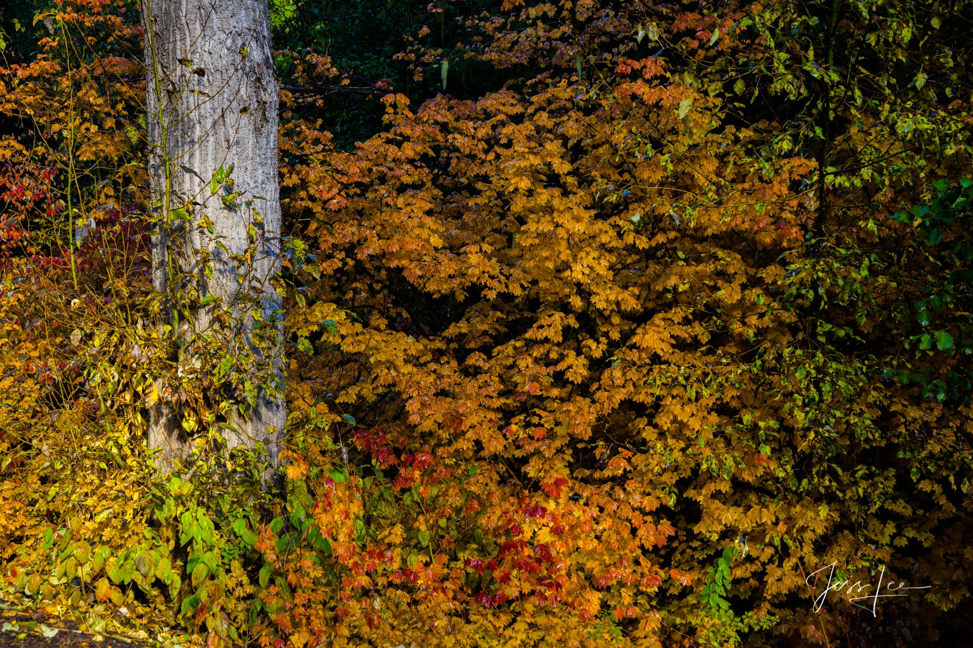 photo Mountains, trees, snow, fall, color,, photo
