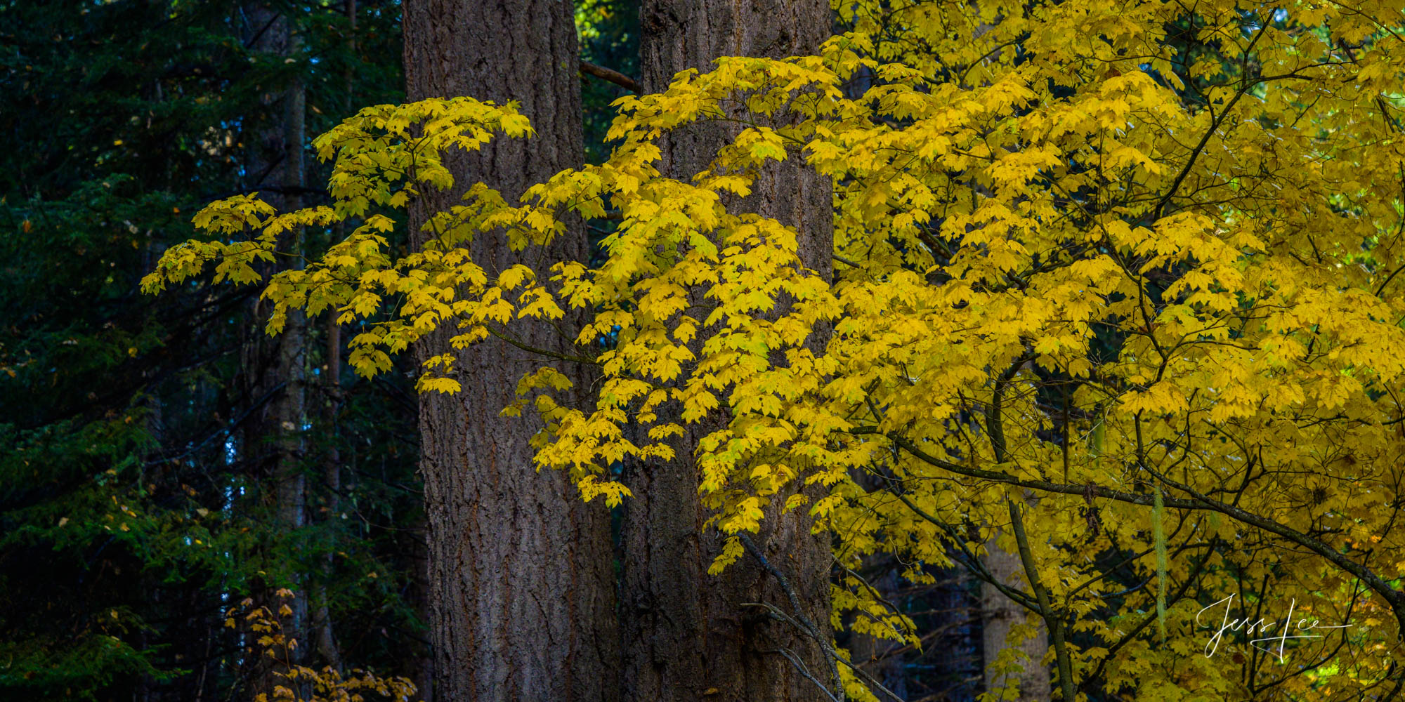 Fine Art Limited Edition Photography of Washington. This is part of the luxurious collection of fine art, limited edition, Washington...