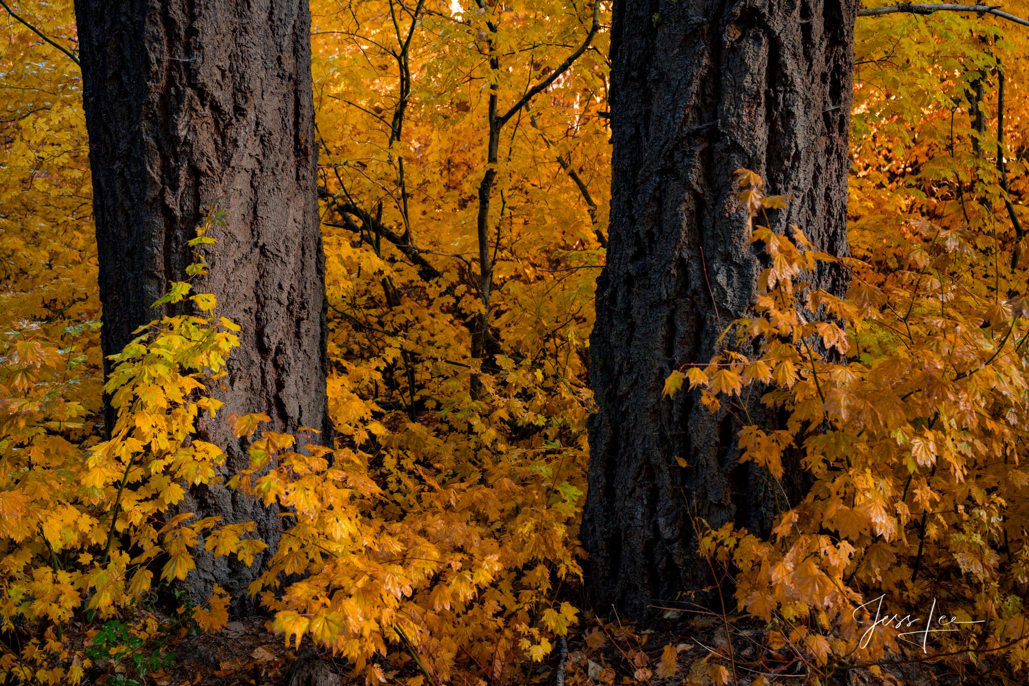 Mellow Yellow Fine Art Limited Edition Photography of Washington. Washington Autumn Landscapes, Rivers, waterways.This is part of the luxurious...