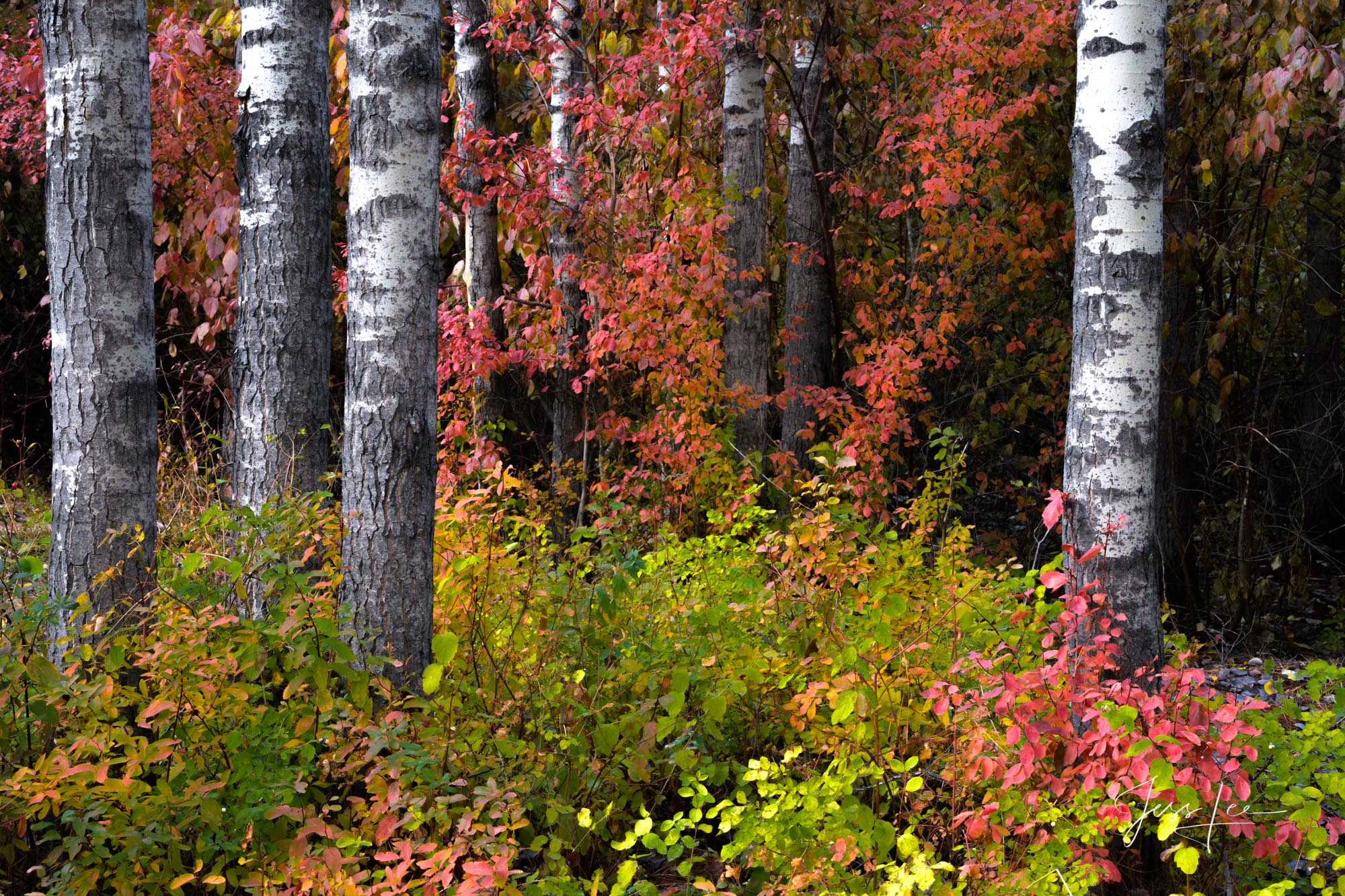 Fine Art Limited Edition Photography of Washington. Washington autumn landscapes, rivers, waterways. This is part of the luxurious...