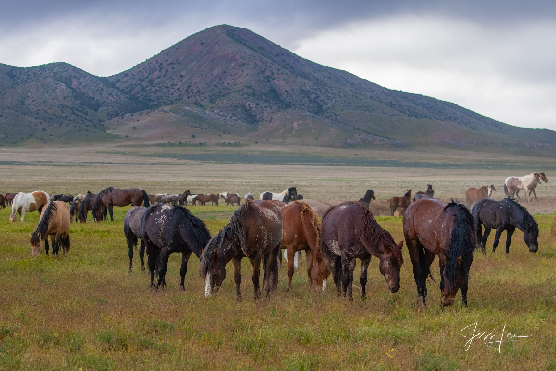 Spring on the Onaqui Fine Art Limited Edition Photography of Onaqui Wild Horses. Onaqui Wild Horses or Mustangs. This is part of the luxurious collection...