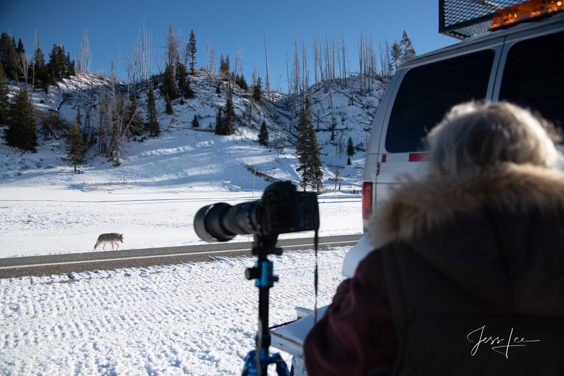 Yellowstone winter Photography,  by Jess Lee