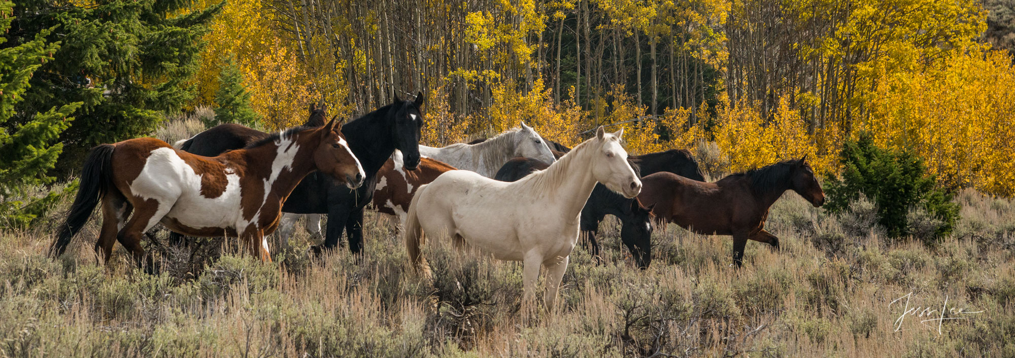 Fine Art Limited Edition Photography of Cowboys, Horses and life in the West. Wyoming horse herd running over the hill on their...