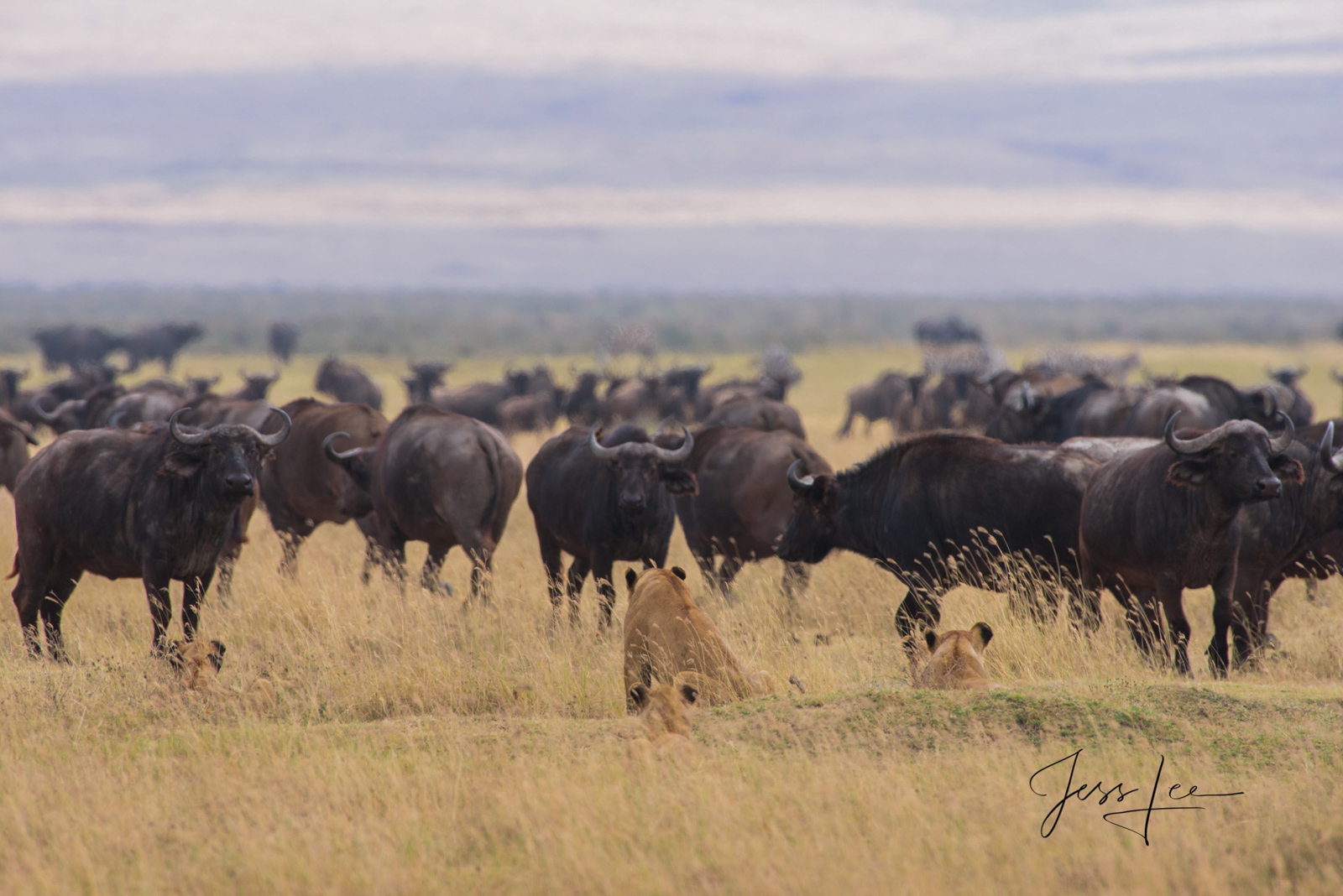 African Lions and Cape Buffalo having a stare down.                                                                         Bring...
