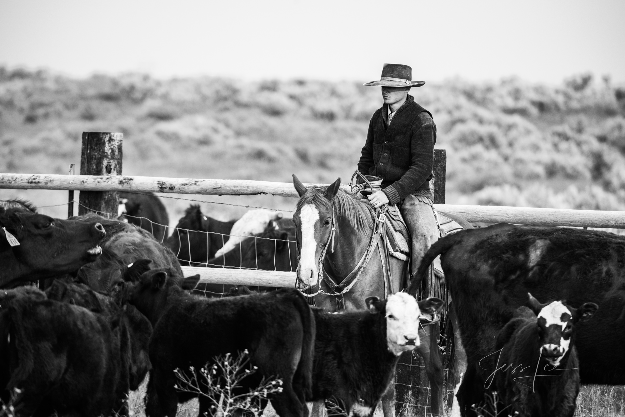 Fine Art Limited Edition Photo Prints of Cowboys, Horses, and life in the West.  Cowboy picking a good one pictures in black...