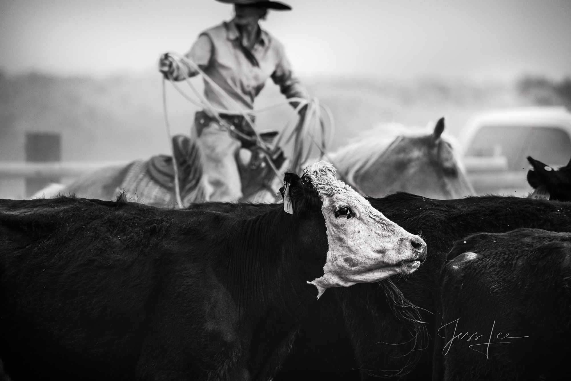 Cutt'em out Fine Art Limited Edition Photo Prints of Cowboys, Horses, and life in the West. Cutt' em out - Cowboy pictures in black and white...