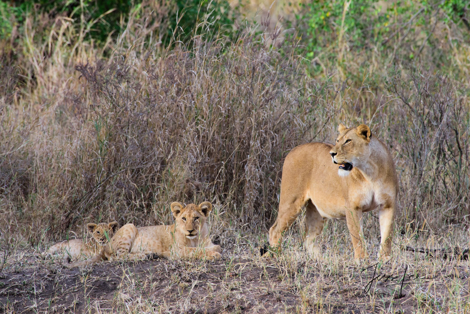 African Lioness and Cubs.                                                                         Bring home the power and beauty...