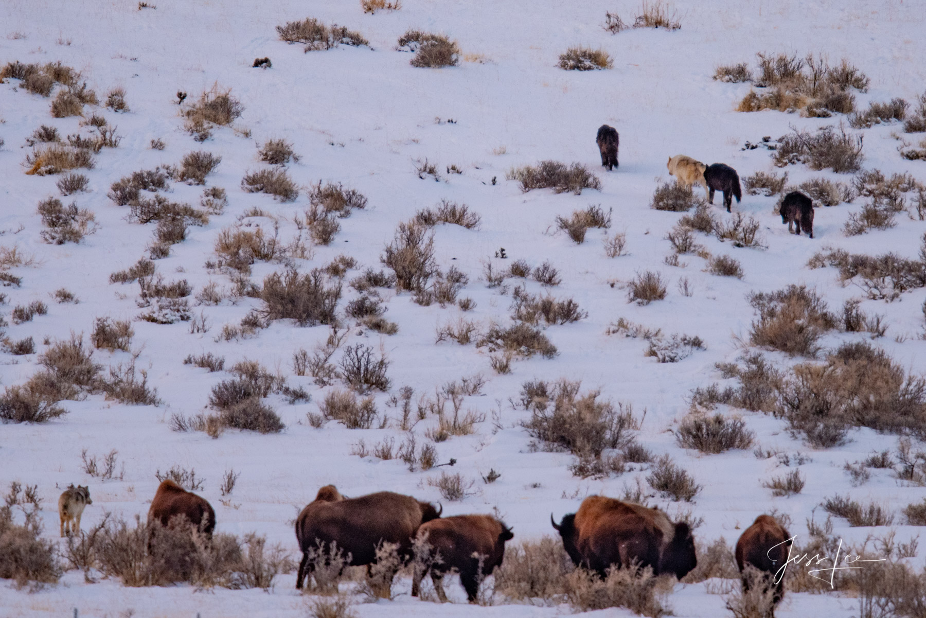 Photographing Yellowstone with jessleephotos.com tour Yellowstone Photography, winter, summer, spring,