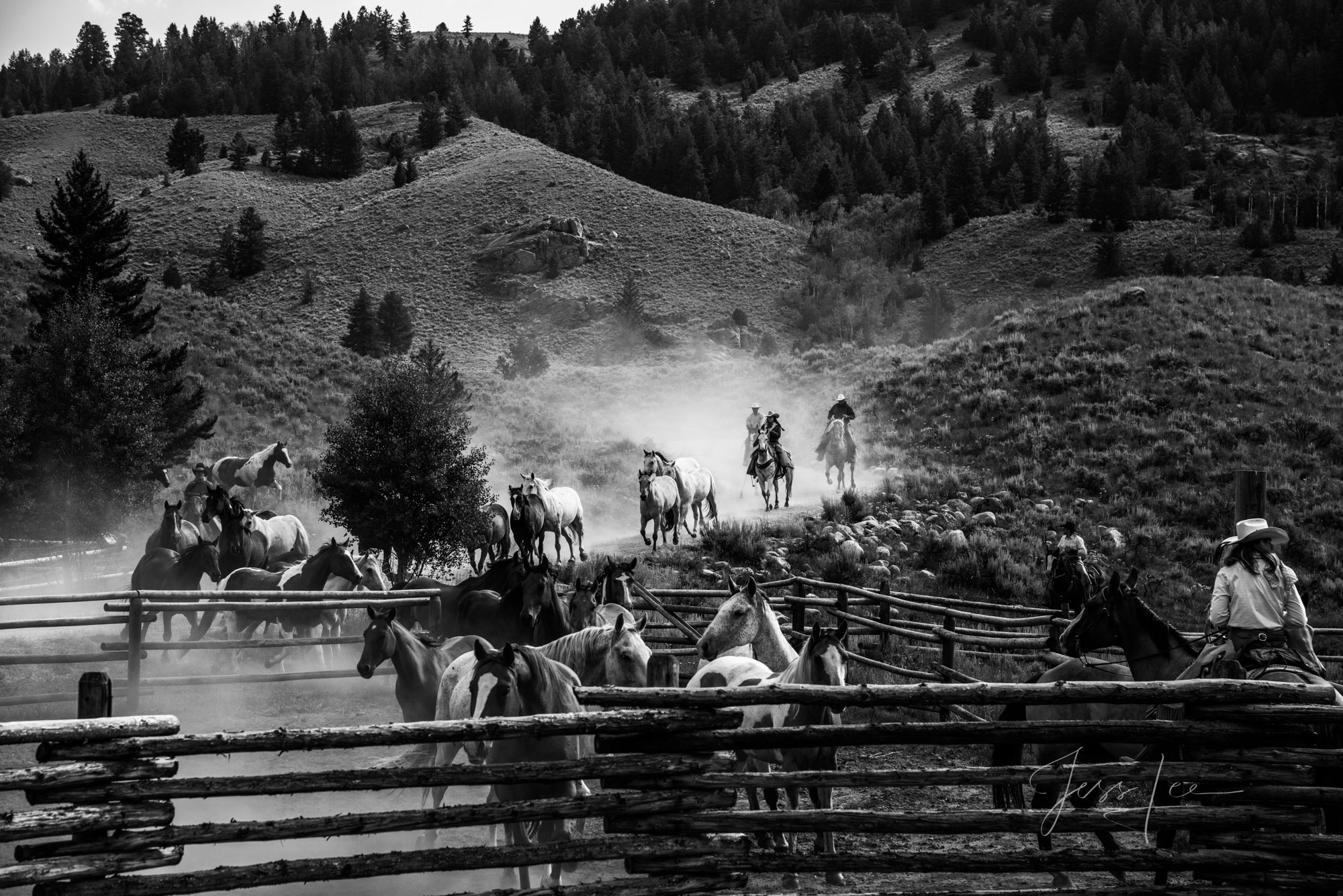 Fine Art Limited Edition Photo Prints of Cowboys, Horses, and life in the West. Bringing em in. A Cowboy picture in black and...