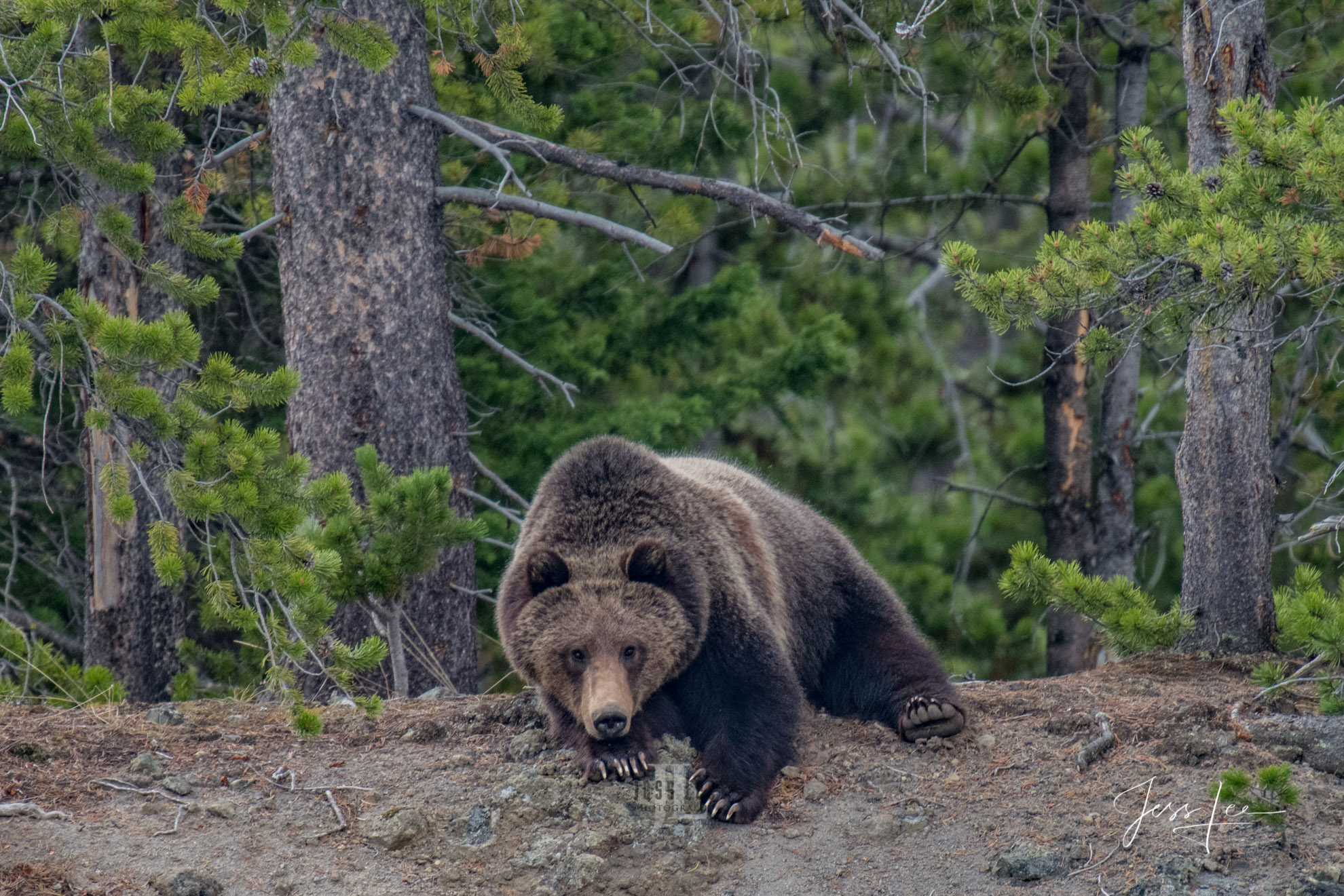 Sleepy Grizzly Limited Edition of 50 Exclusive high-resolution Museum Quality Fine Art Prints of Wildlife Photography. Photos copyright © Jess...