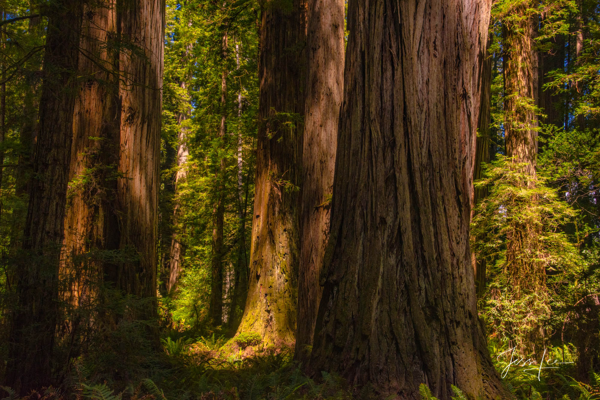 Fine Art Limited Edition Photography of California. California Redwoods Landscape Print.This is part of the luxurious collection...