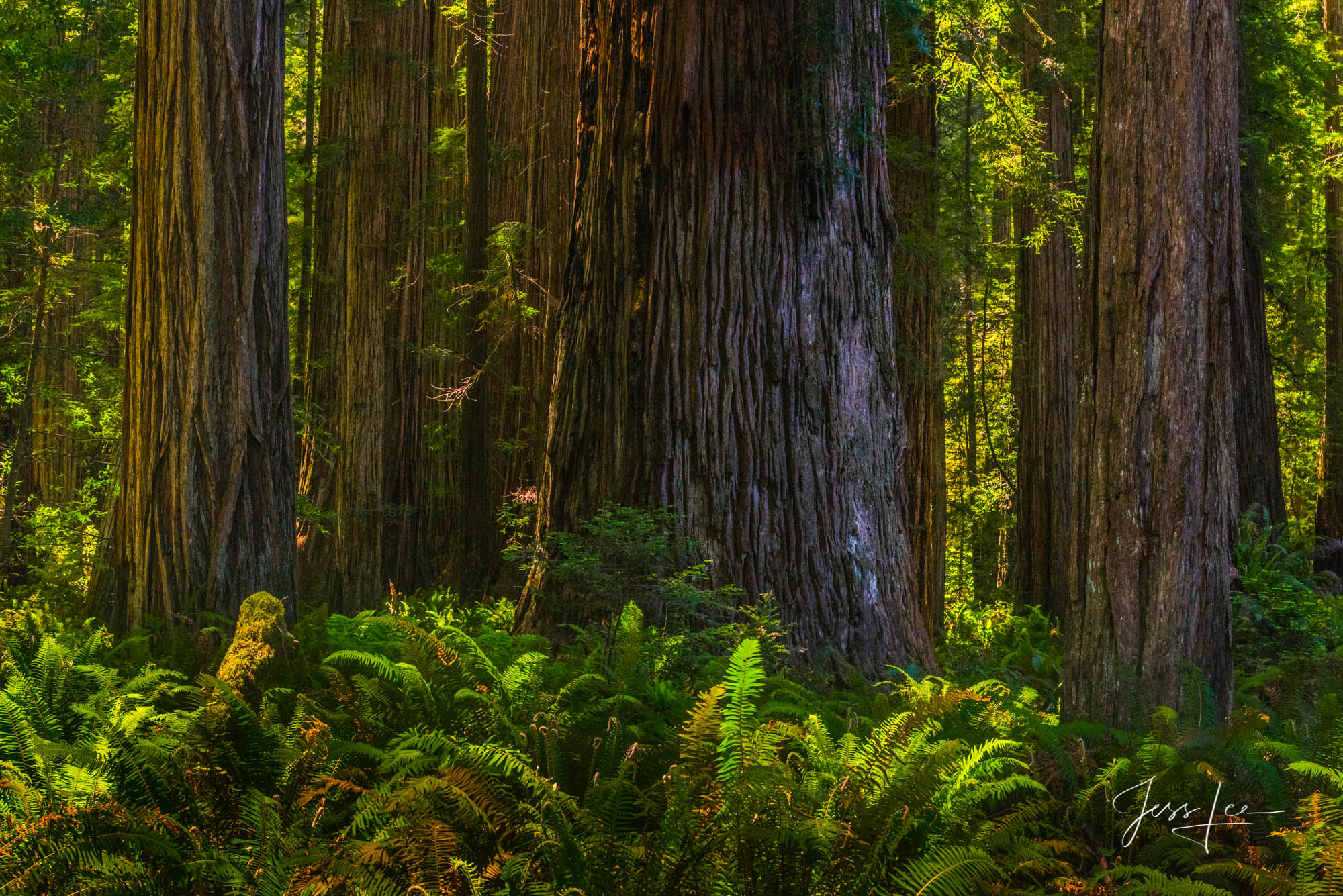 Fine Art Limited Edition Photography Print of Yosemite Redwoods. California Landscapes.This is part of the luxurious collection...