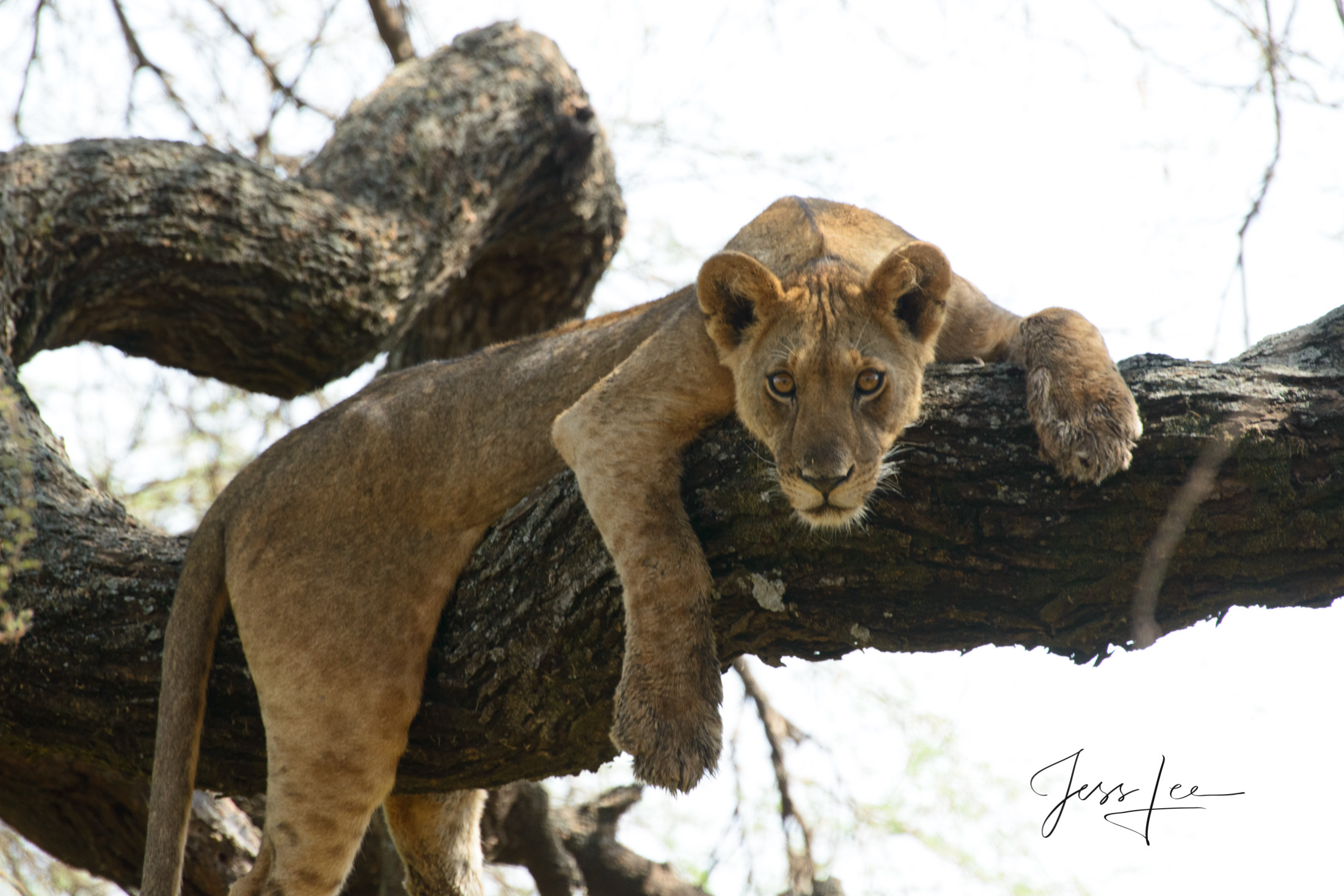 African Lion hanging in tree.                                                                         Bring home the power and...