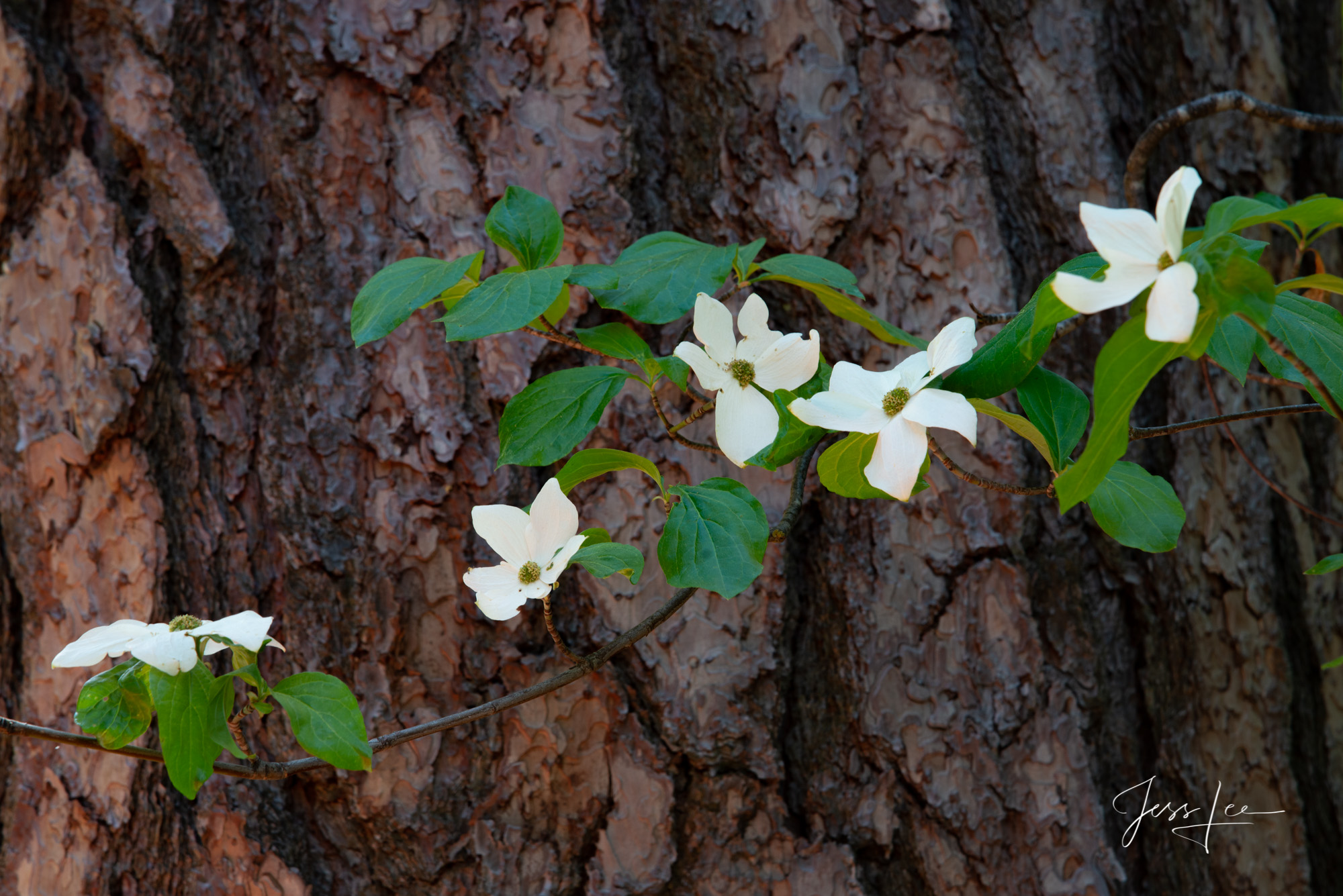 Fine Art Limited Edition Photo Print of California Dogwoods blooming in Yosemite. Beautiful California Flowering Dogwood Print...