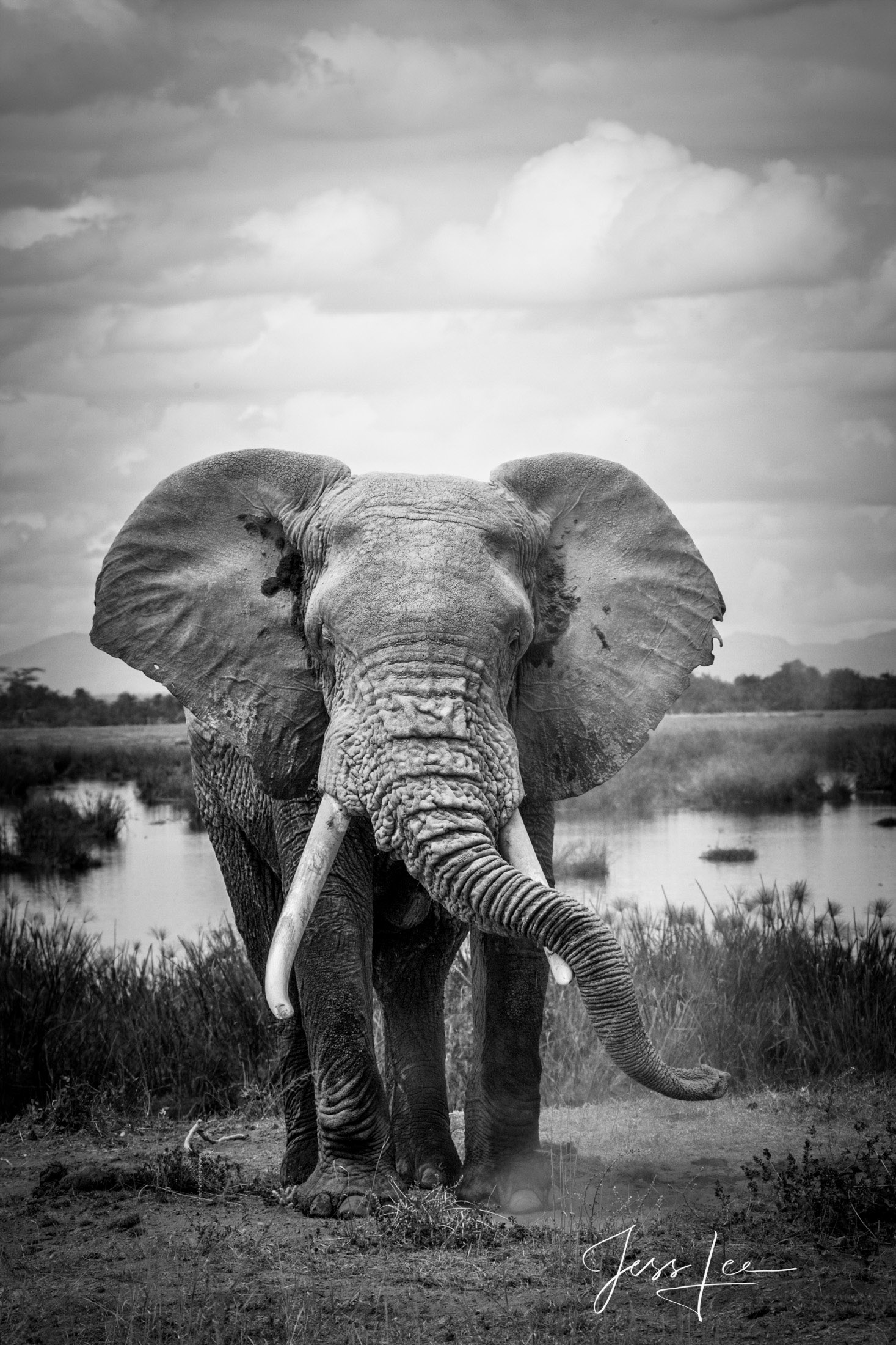 Black and White photo of African Elephant resting its trunk on its Ivories.