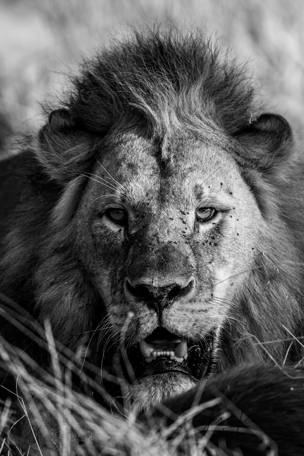 Wanted African Lion in Grass. Bring home the power and beauty...