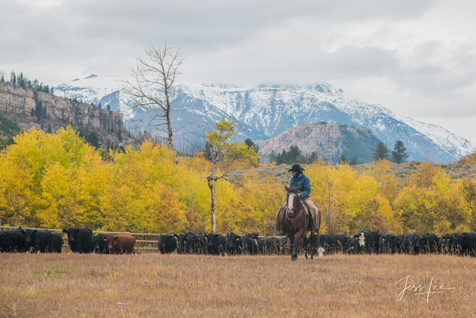 Fine Art Limited Edition Photography of Cowboys, Horses and life in the West. Wyoming horse herd running over the hill on their...