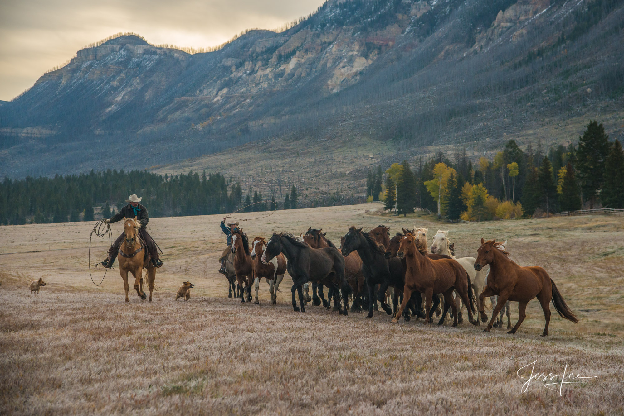 Bring em in! Fine Art Limited Edition Photography of Cowboys, Horses and life in the West. Wyoming horse herd running over the hill on their...