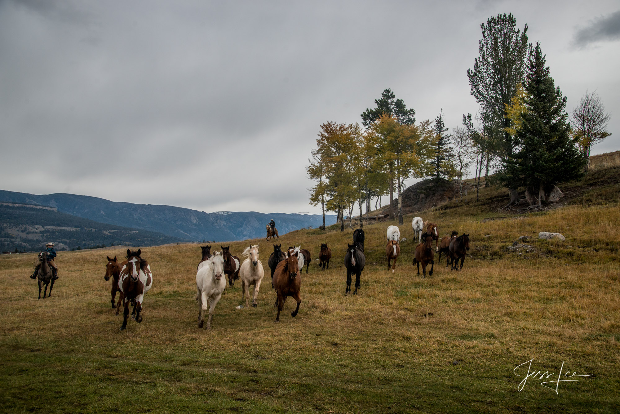round up Fine Art Limited Edition Photography of Cowboys, Horses and life in the West. Wyoming horse herd running over the hill on their...