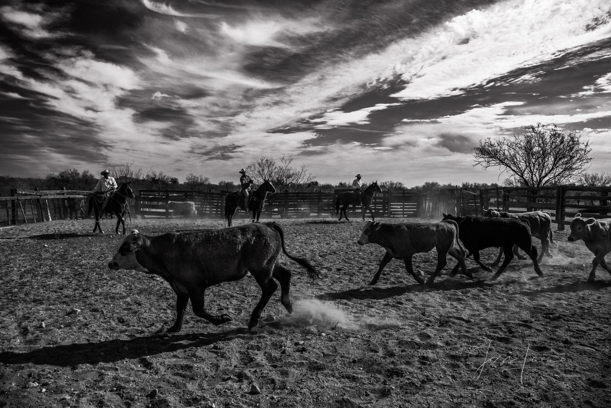 Fine Art Limited Edition Photo Prints of Cowboys, Horses, and life in the West. Arizona Roundup. Cowboy pictures in black and...