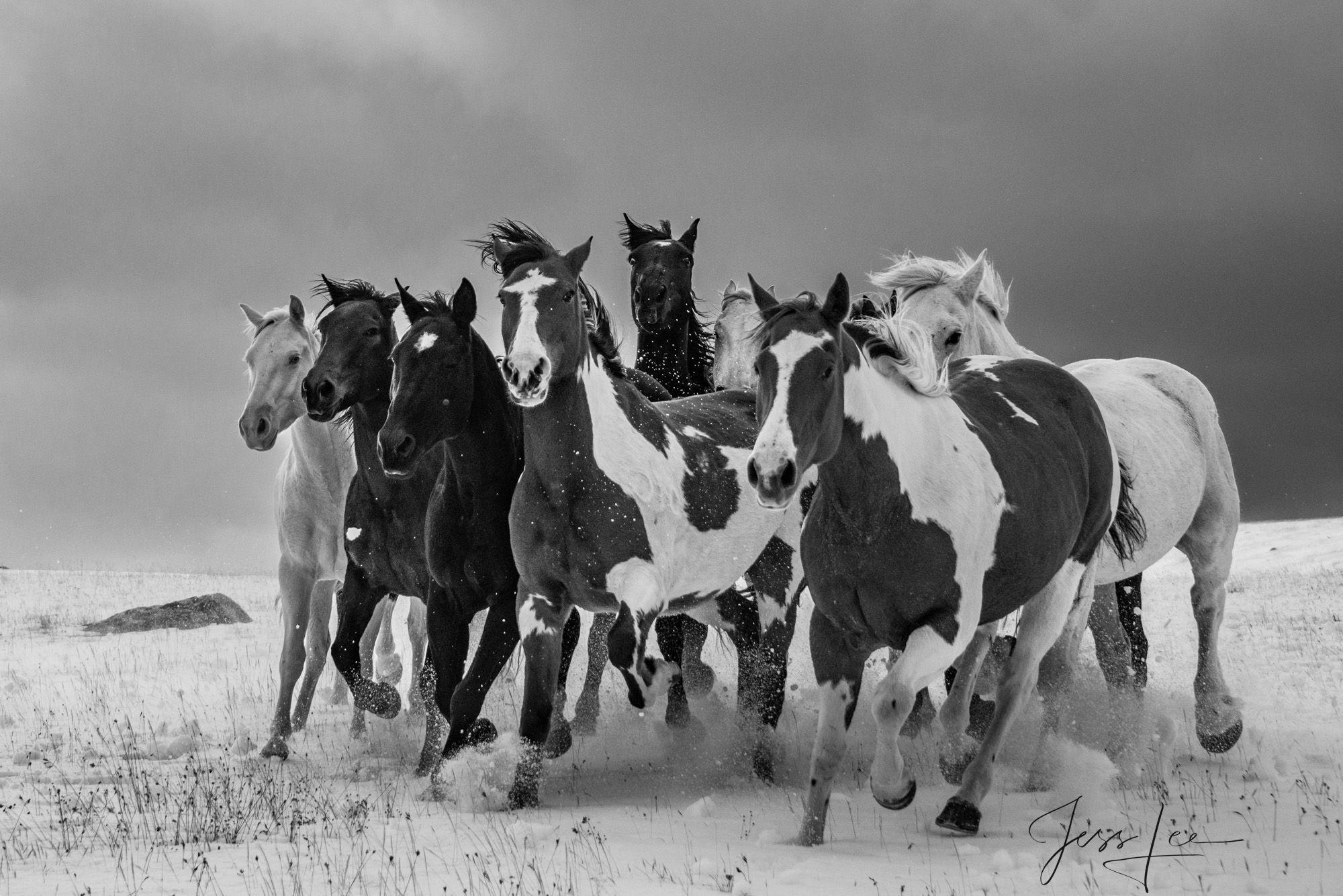 Winter roundup Exclusive Fine Art Black and White photo of Ranch horses on their way to the winter range