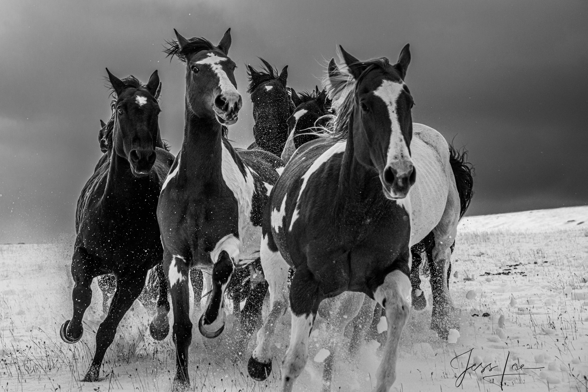 winter horses