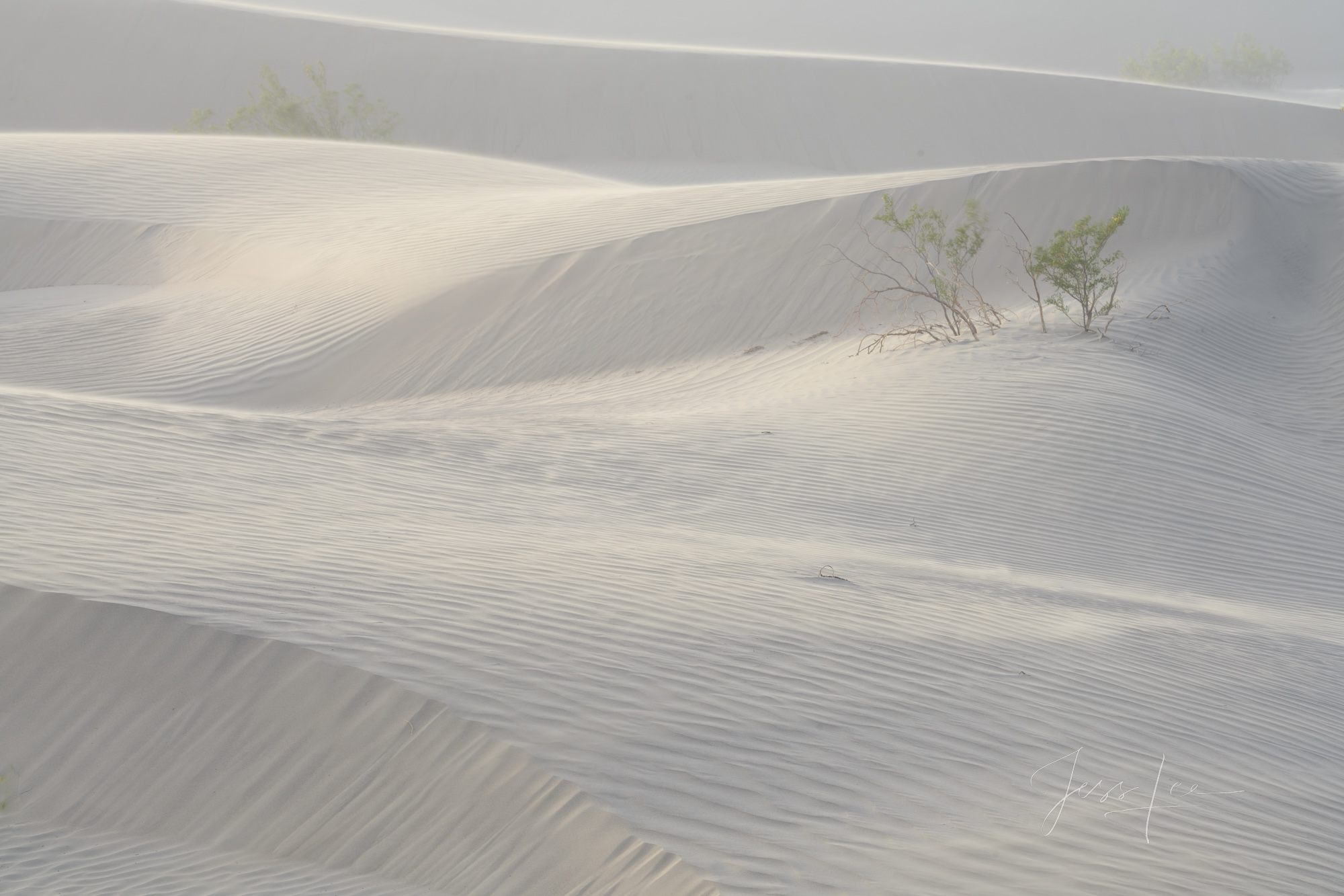 Death Valley Photography Print Dunes stick together