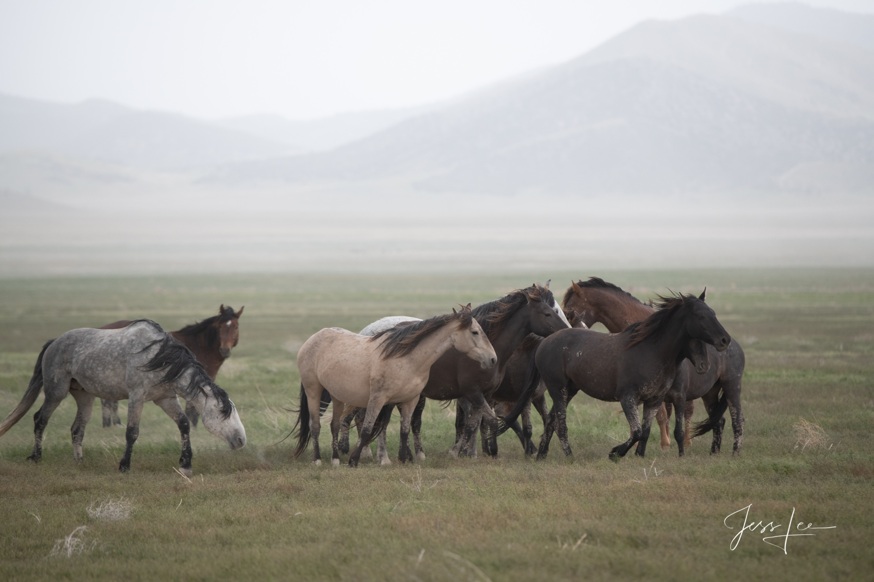 Fine Art Limited Edition Photography of Bachelor Wild Horses. Utah Wild Horses or Mustangs. This is part of the luxurious collection...