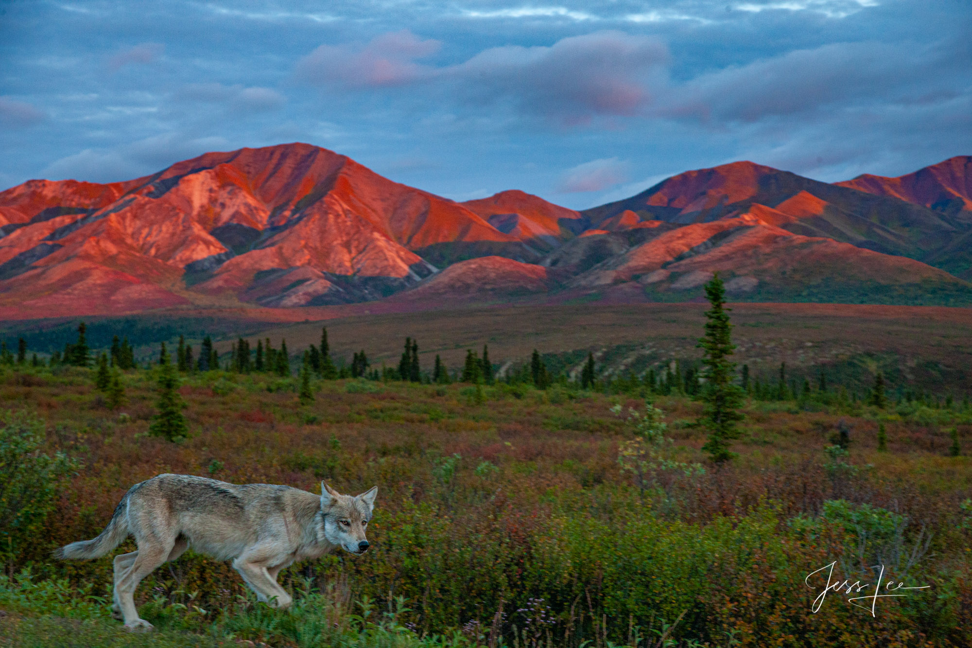 Picture of a wolf prowling in Alaskan tundra during autumn. 