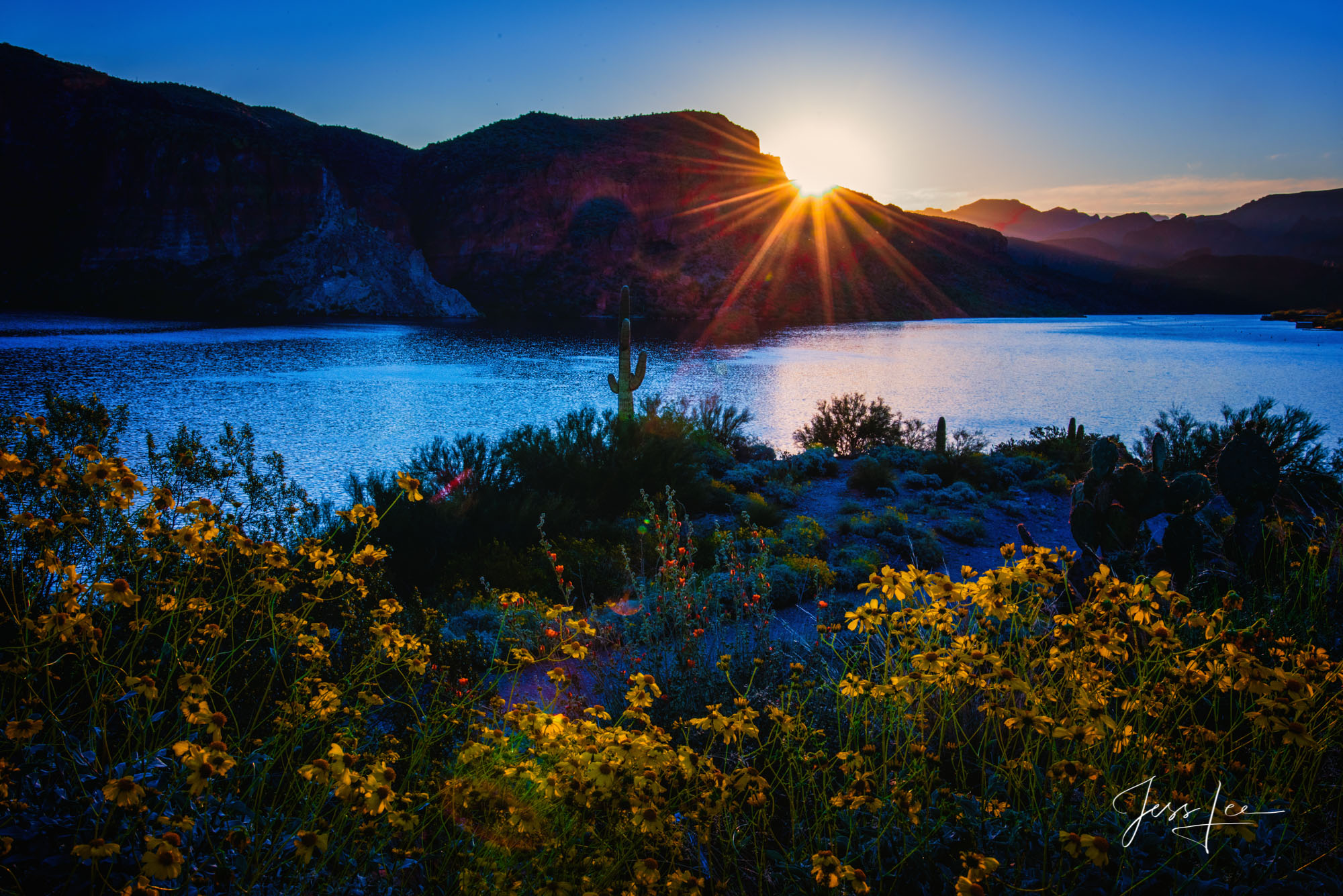 Sunrise over Apache Lake in Arizona, with a patch of beautiful spring flowers in the foreground. 