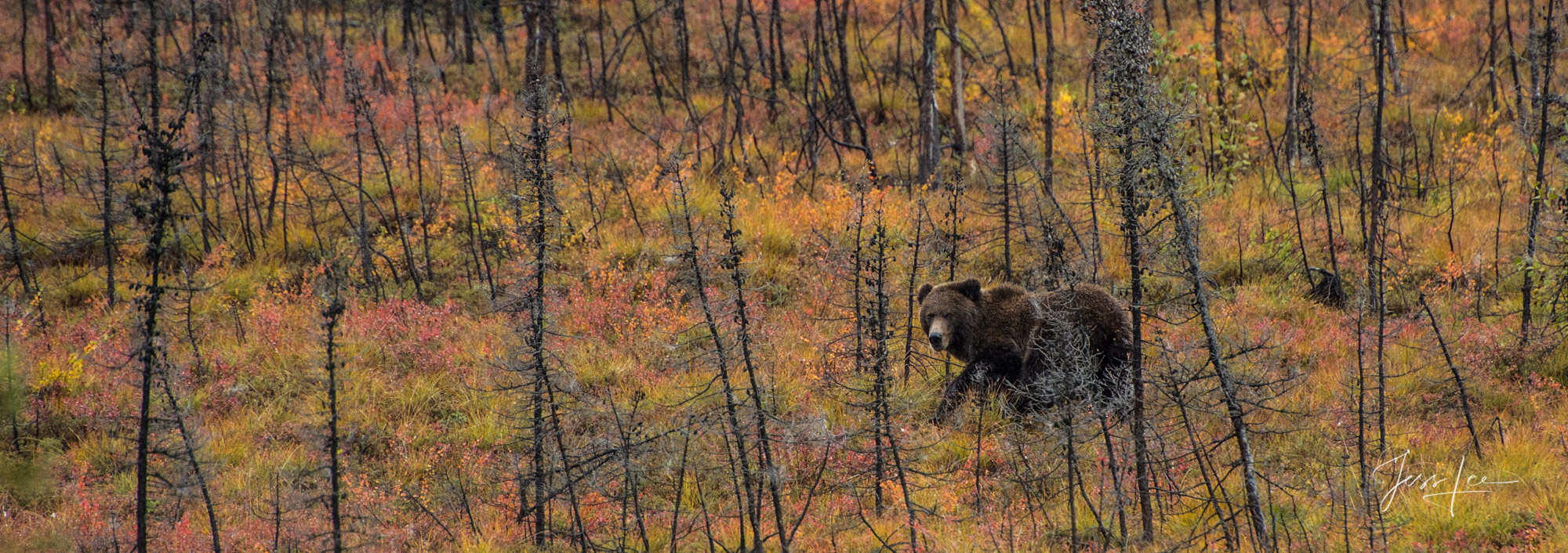 Grizzly bear exploring in Alaska's Arctic tundra. 