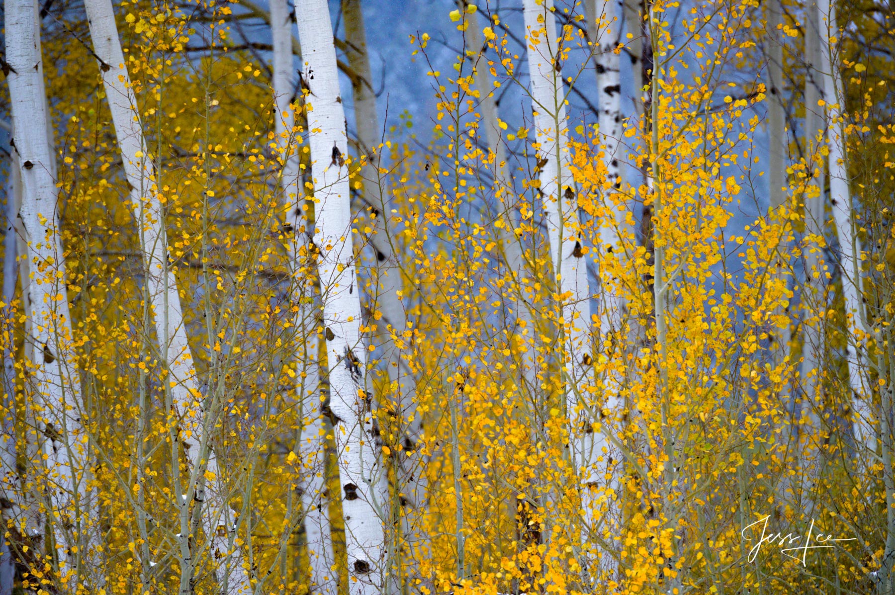 Fine Art Limited Edition of 200 Exclusive high-resolution Museum Quality Prints of Aspen Trees in contrast to the blue light...