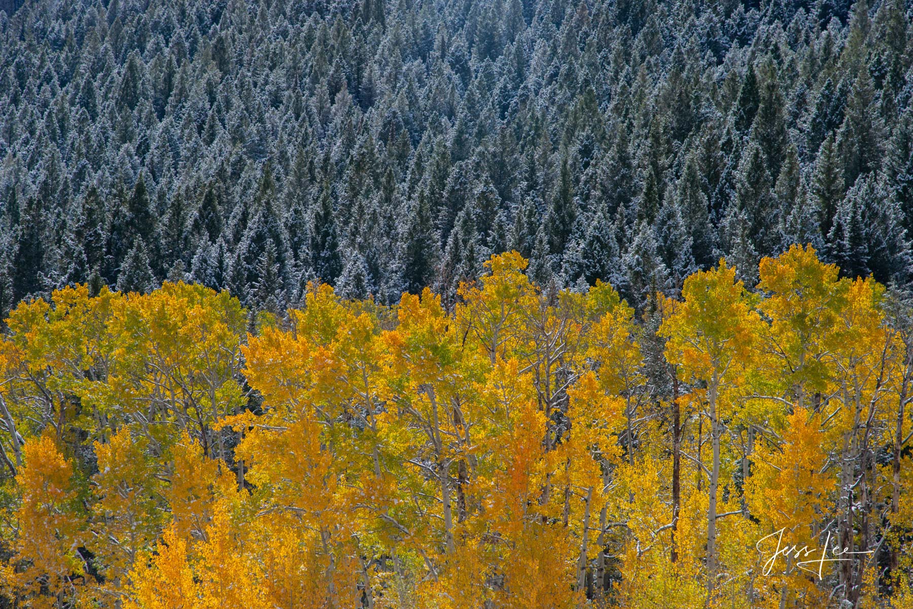 Tree Photography Print aspen