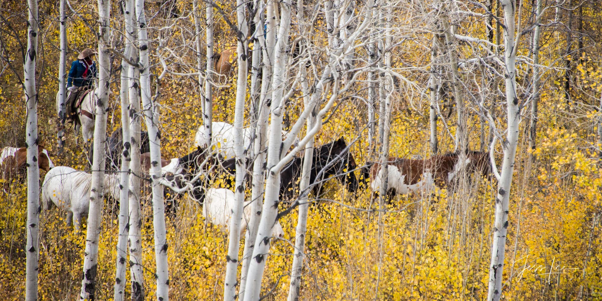 Pushing the Horses in Autumn Fine Art Limited Edition Photography of Cowboys, Horses and life in the West. Wyoming cowgirl moving horse herd through the aspen...