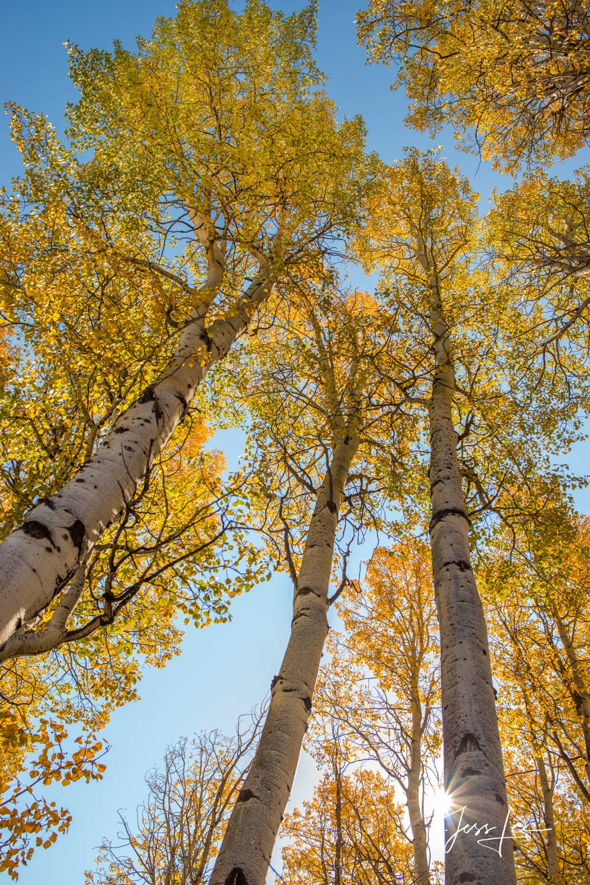 Limited Edition of 50 Exclusive high-resolution Museum Quality Fine Art Prints of Aspen Trees  Vertical Landscapes. Photos copyright...