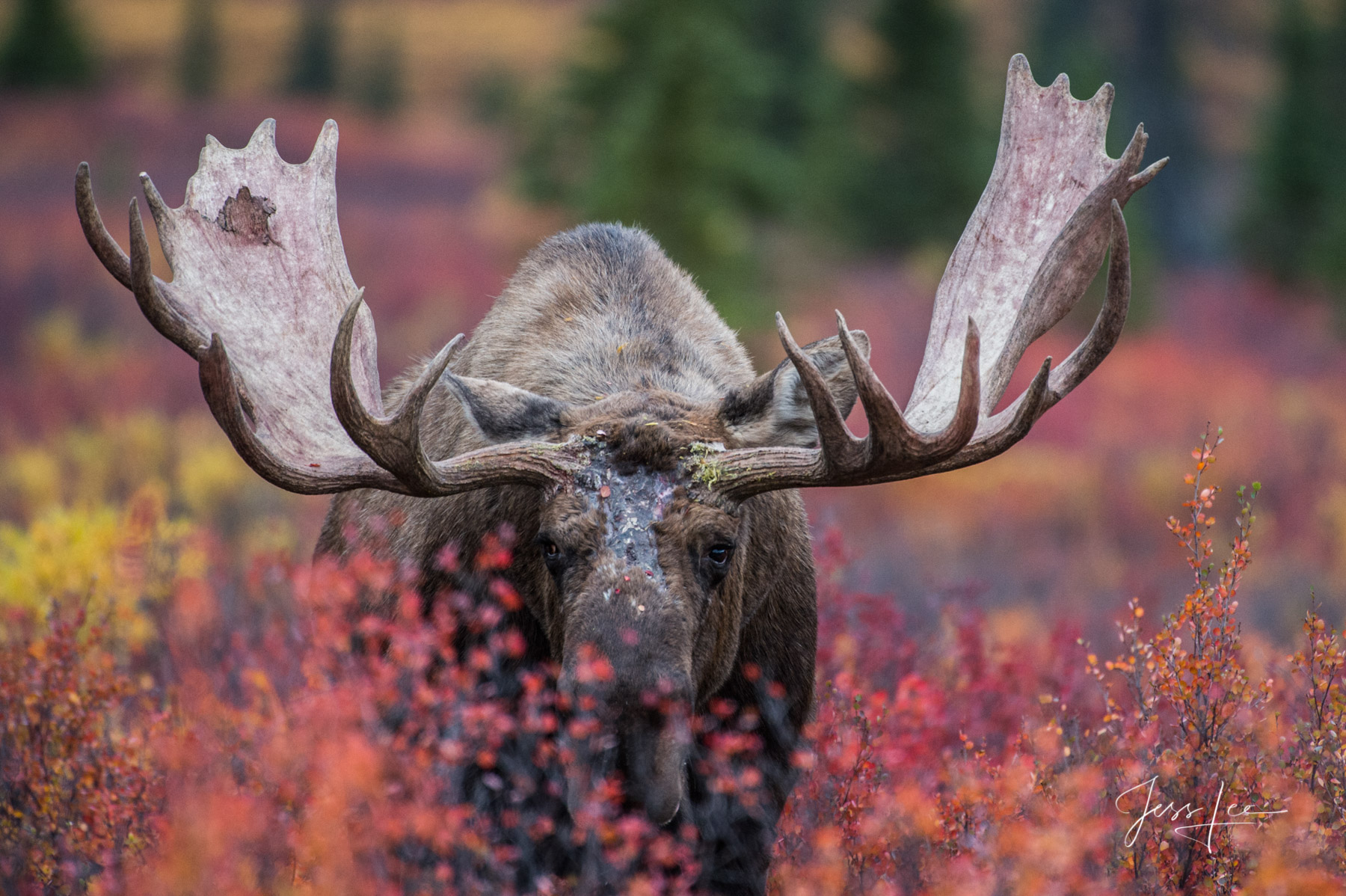 Limited Edition of 800 Prints These Moose fine art Wildlife photographs are offered as high quality prints for sale as created...